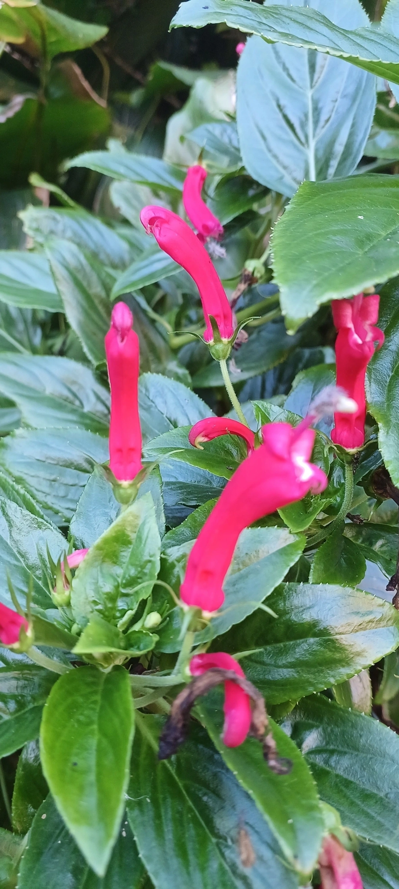 Centropogon cornutus, plantas, fotografado em Maresias, São Sebastião
