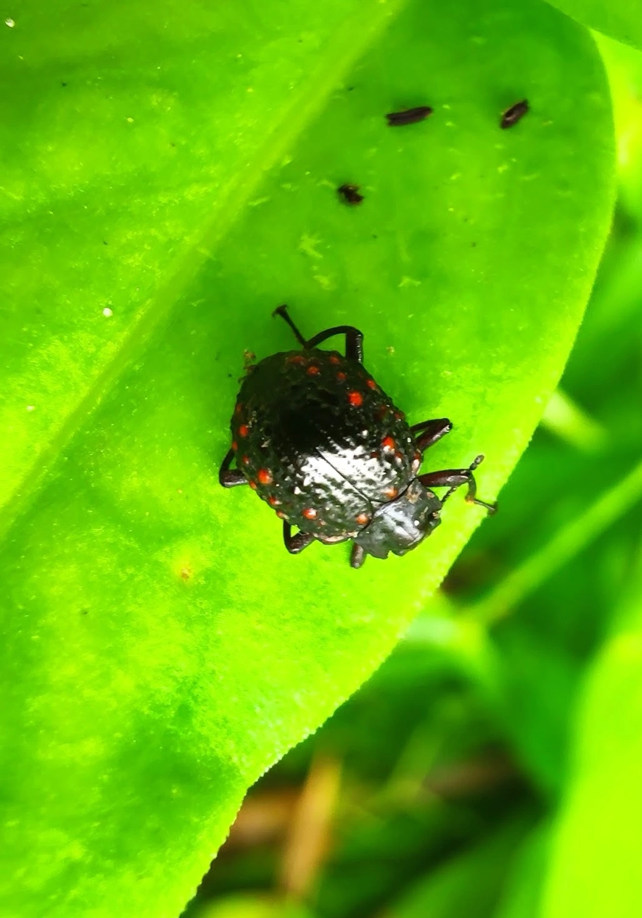 Xenius corallifer, insetos, fotografado em Maresias, São Sebastião