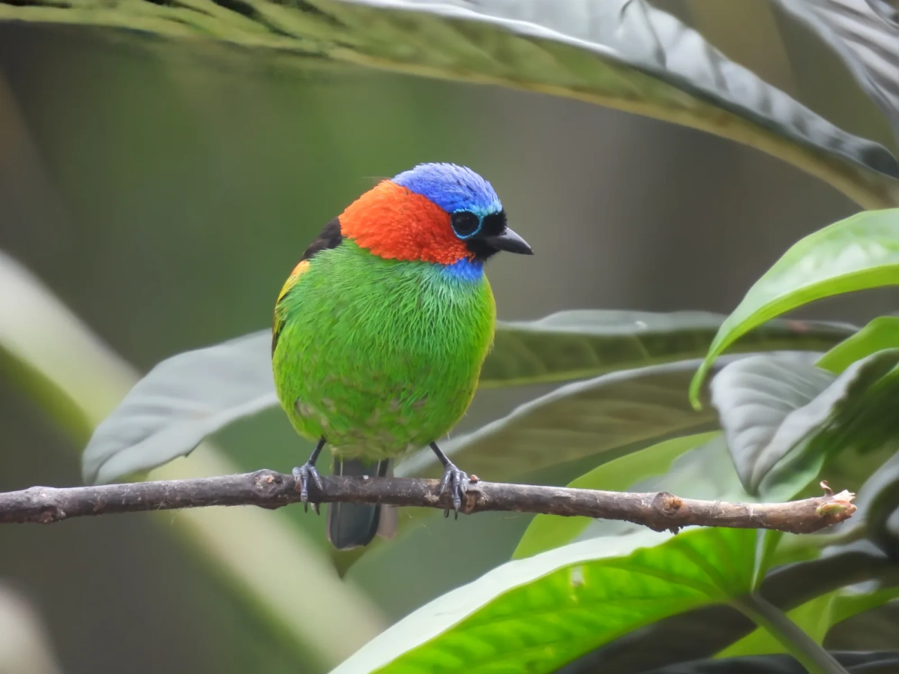 Saíra-militar (Tangara cyanocephala), aves, fotografado em Maresias, São Sebastião