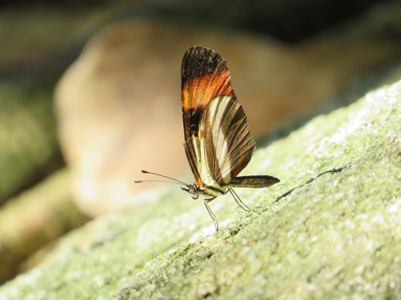Falsa-erato (Eresia lansdorfi), insetos, fotografado em Maresias, São Sebastião