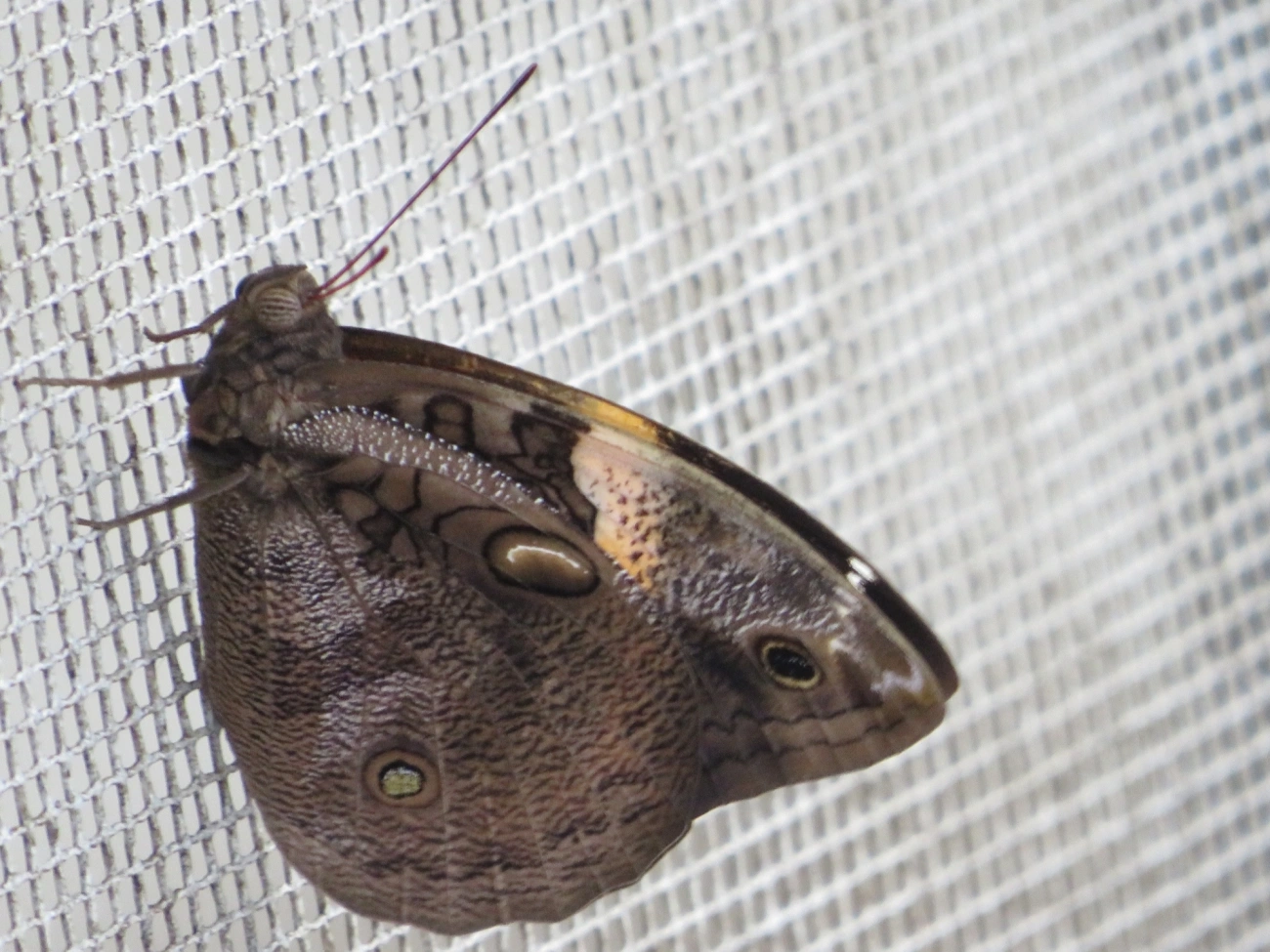 Opsiphanes, insetos, fotografado em Maresias, São Sebastião