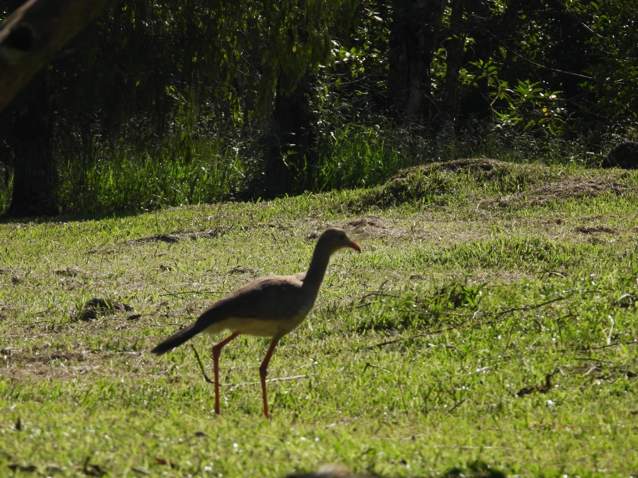 Seriema (Cariama cristata), aves, fotografado em Queluz