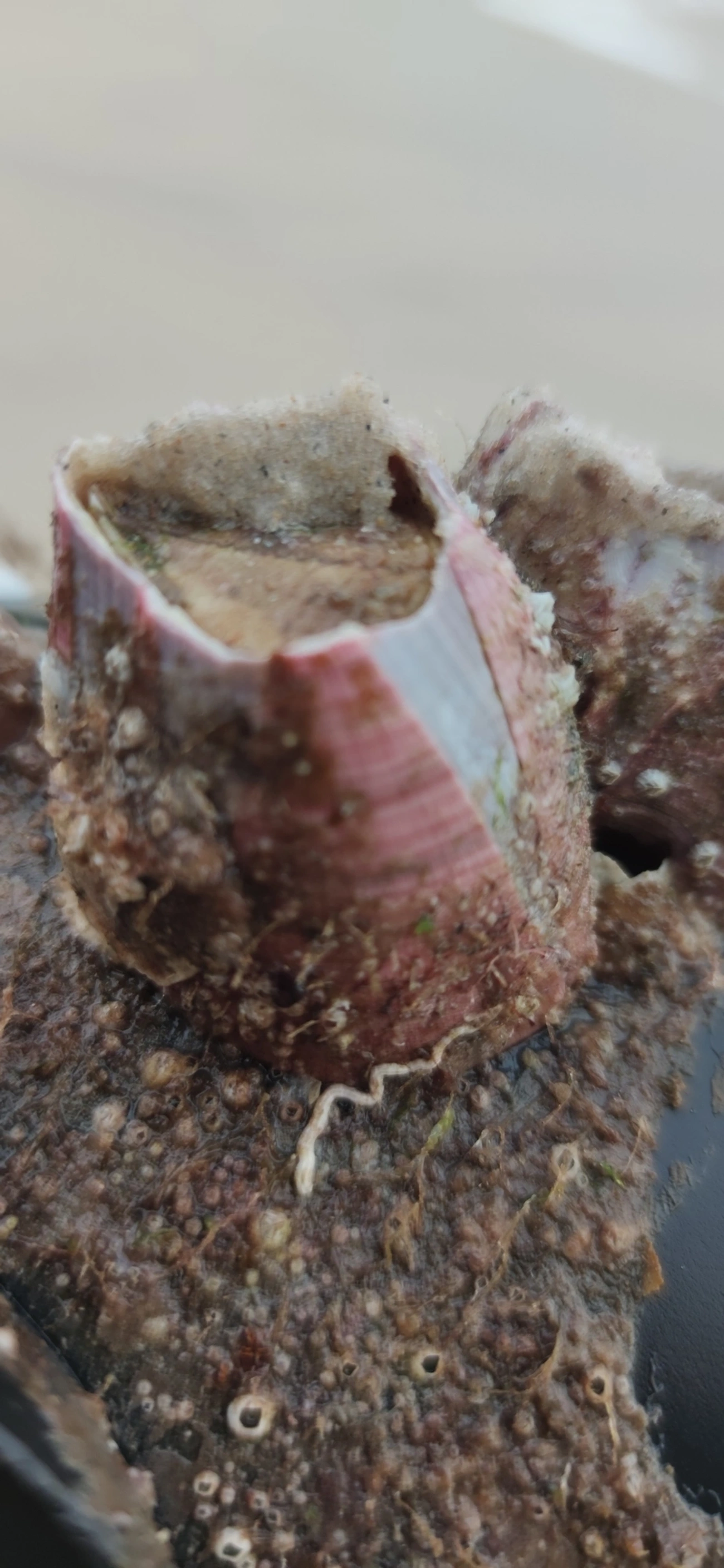 Megabalanus, crustáceos, fotografado em Maresias, São Sebastião