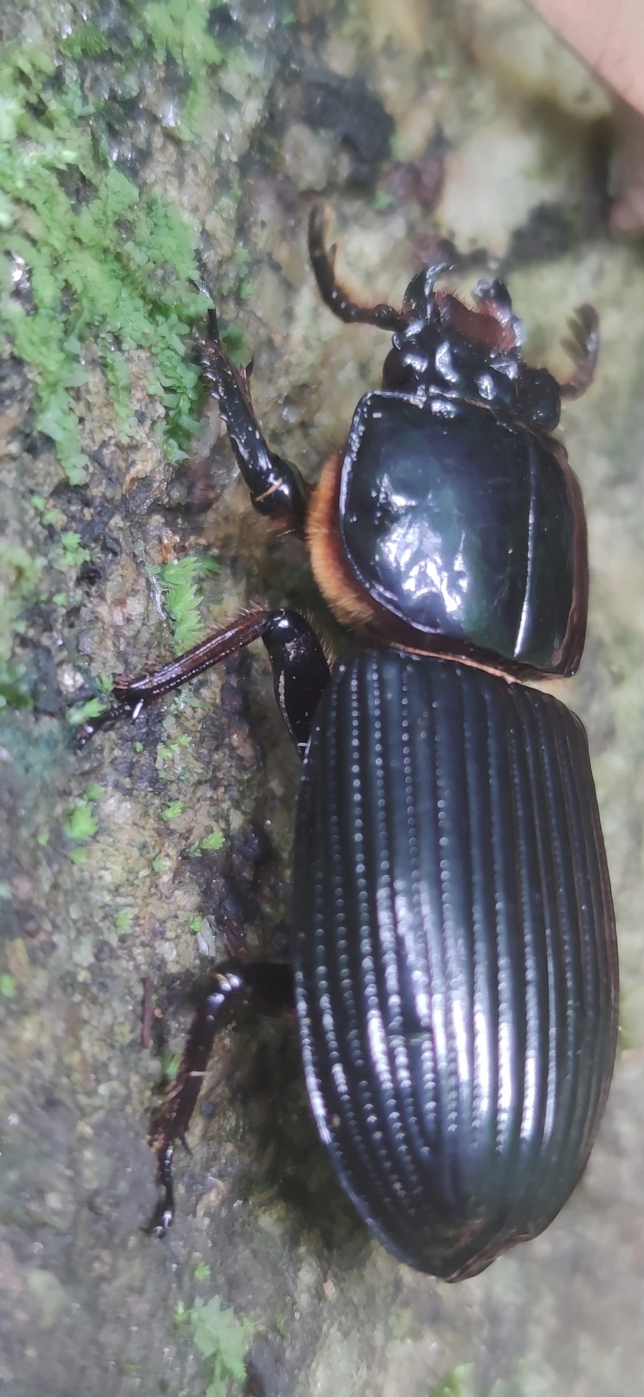 Passalidae, insetos, fotografado em Maresias, São Sebastião