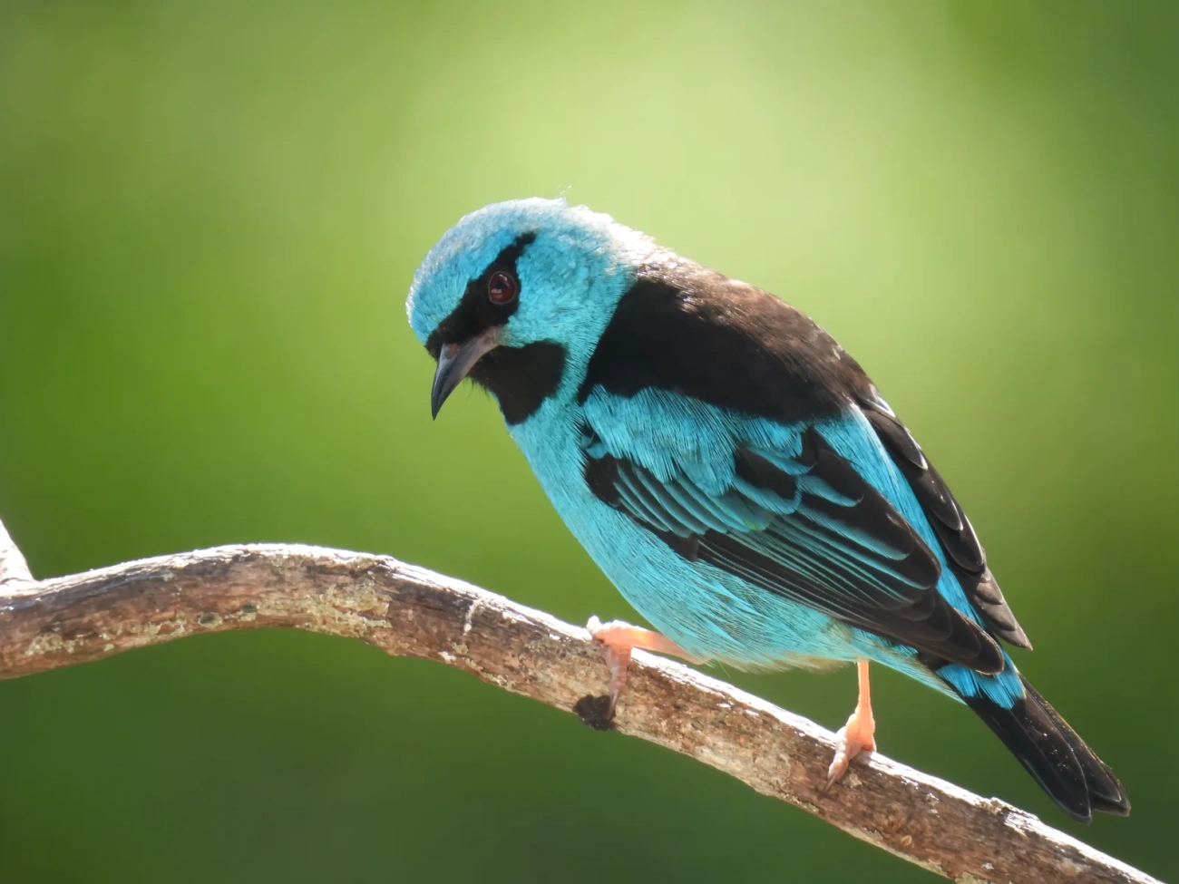 Saí-azul (Dacnis cayana), aves, fotografado em Maresias, São Sebastião