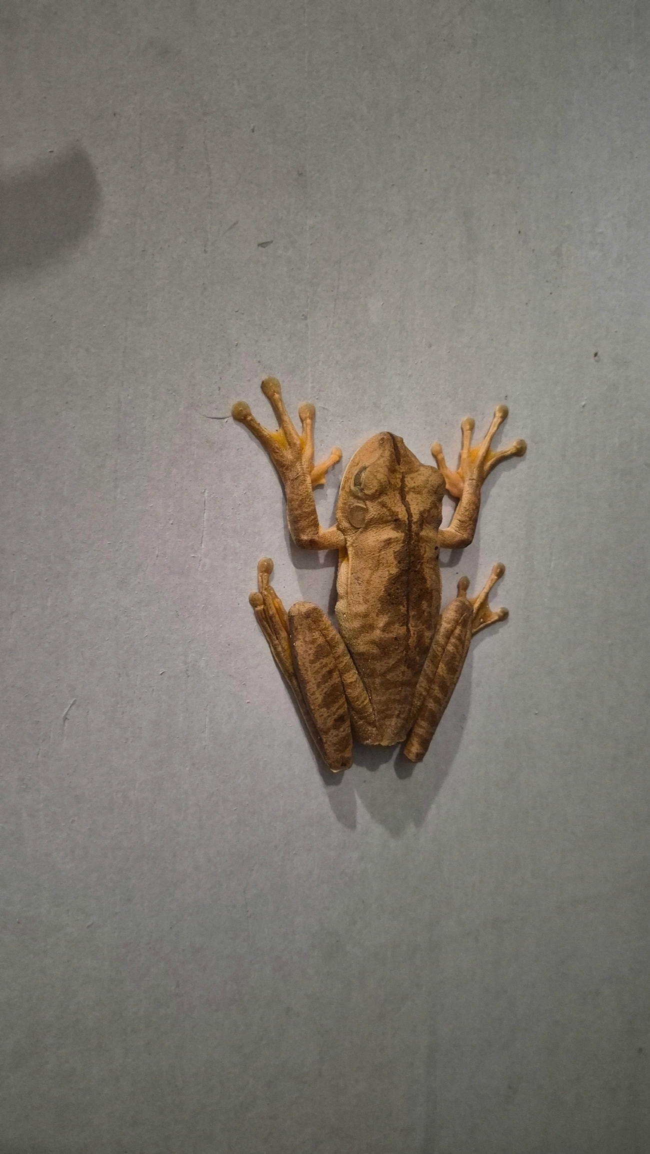 Sapo-martelo (Boana faber), anfíbios, fotografado em Maresias, São Sebastião