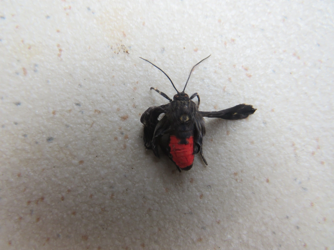 Mariposa-mímica-de-vespa-de-pontas-escarlates (Dinia eagrus), insetos, fotografado em Maresias, São Sebastião