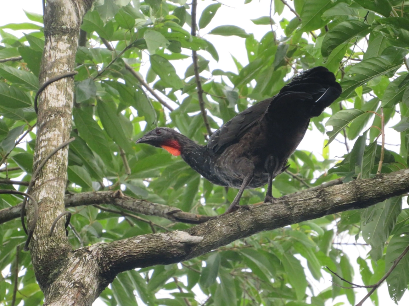 Jacuaçu (Penelope obscura), aves, fotografado em Maresias, São Sebastião