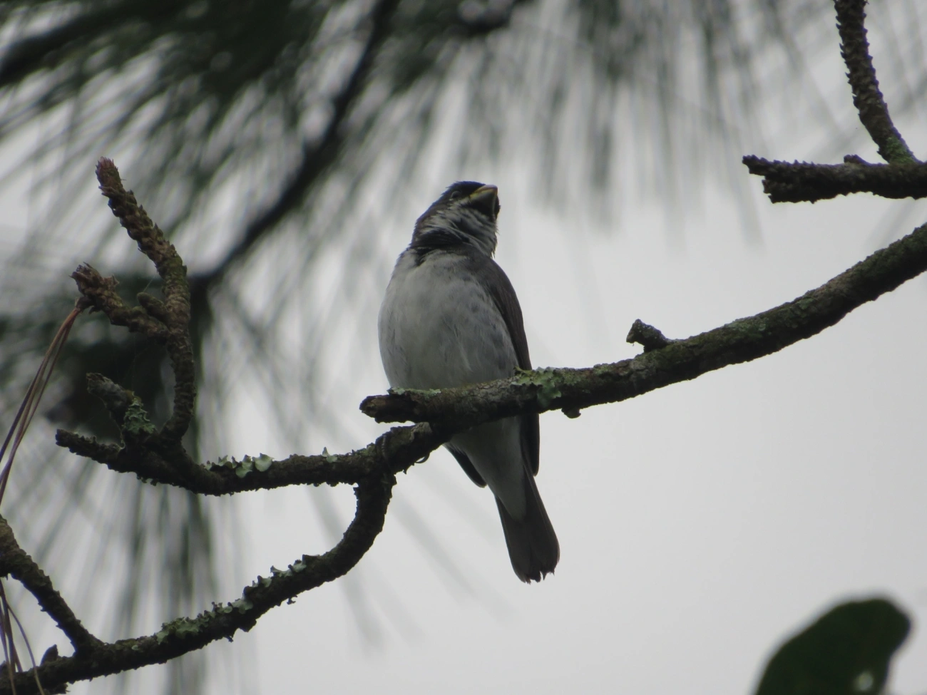 Coleirinho (Sporophila caerulescens), aves, fotografado em Maresias, São Sebastião