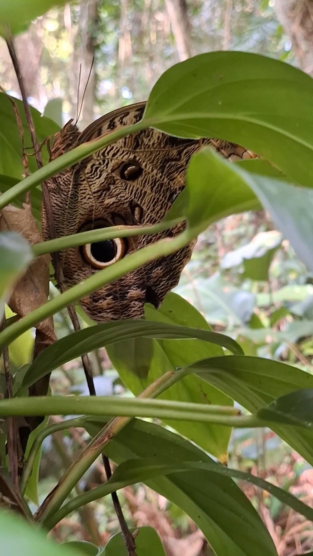 Borboleta-coruja (Caligo brasiliensis), insetos, fotografado em Maresias, São Sebastião