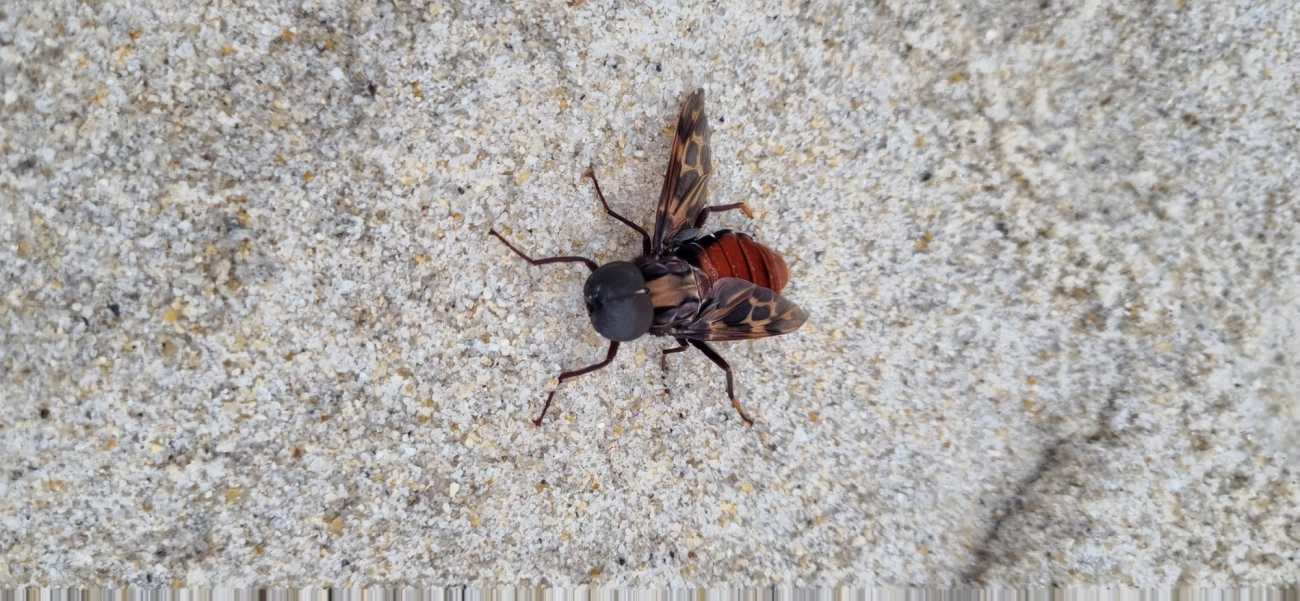 Pantophthalmus, insetos, fotografado em São Sebastião