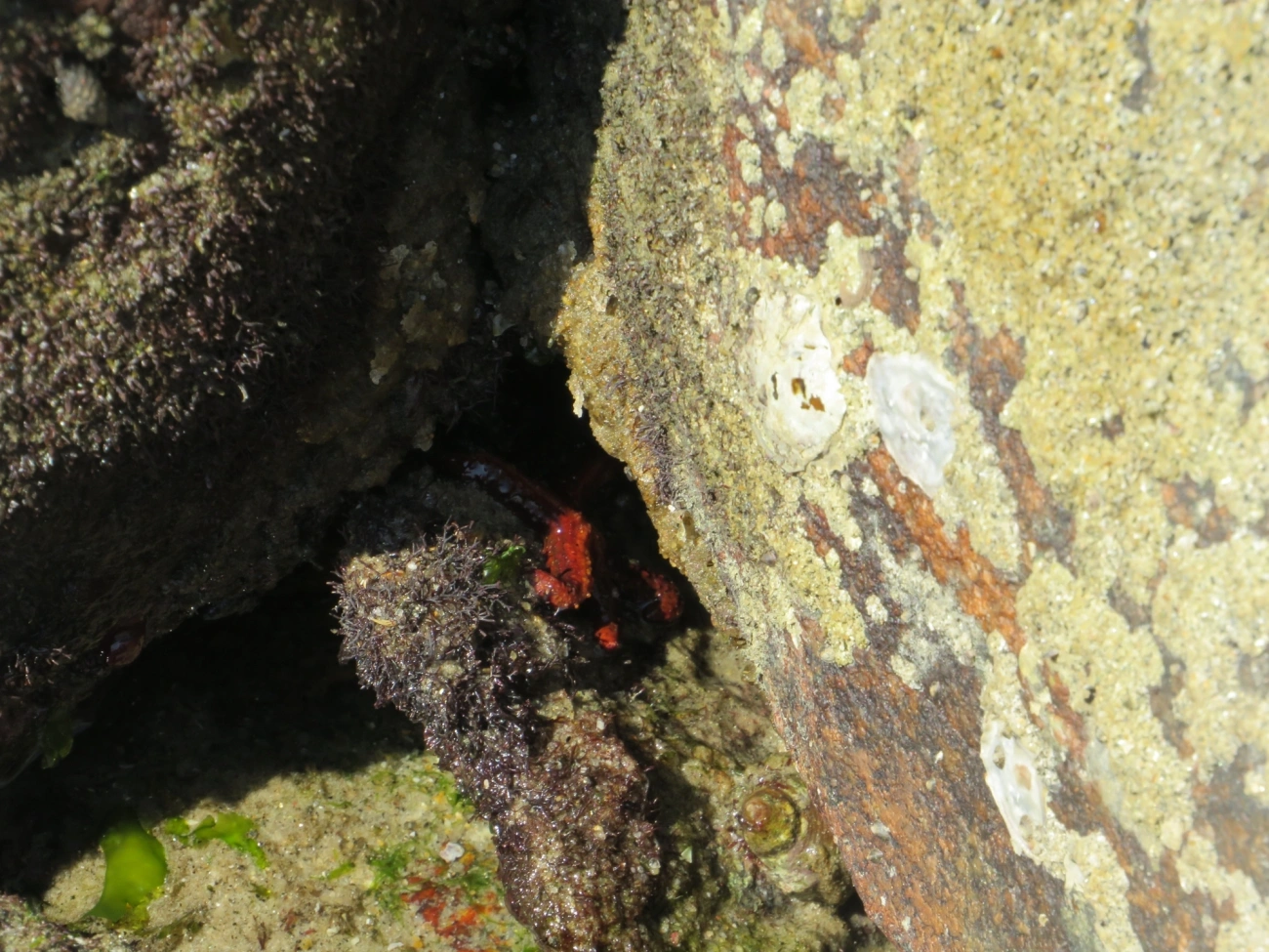 Estrela-vermelha-brasileira (Echinaster brasiliensis), equinodermos, fotografado em Maresias, São Sebastião