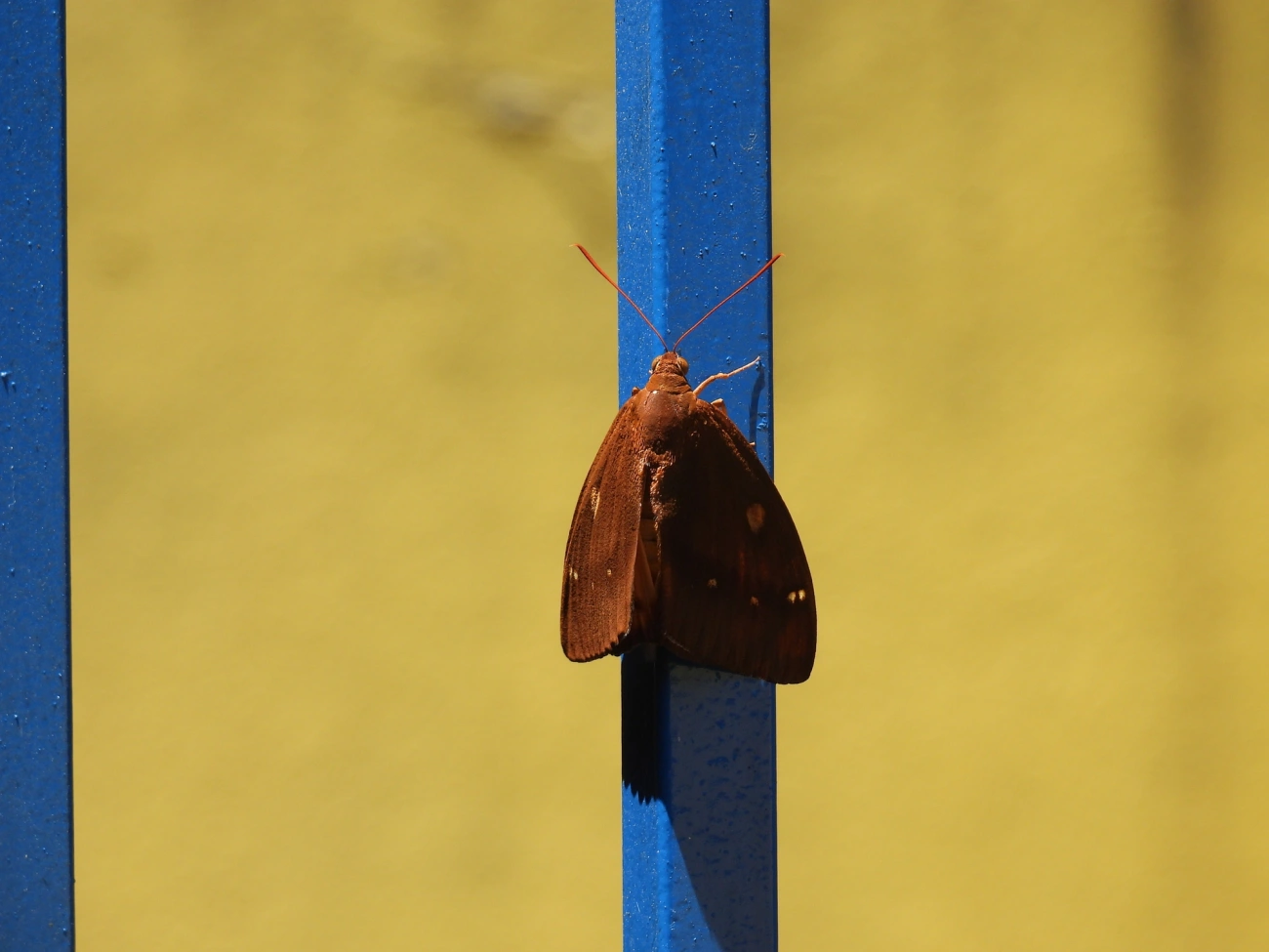 Mariposa-castnídea (Yagra fonscolombe), insetos, fotografado em Boiçucanga, São Sebastião