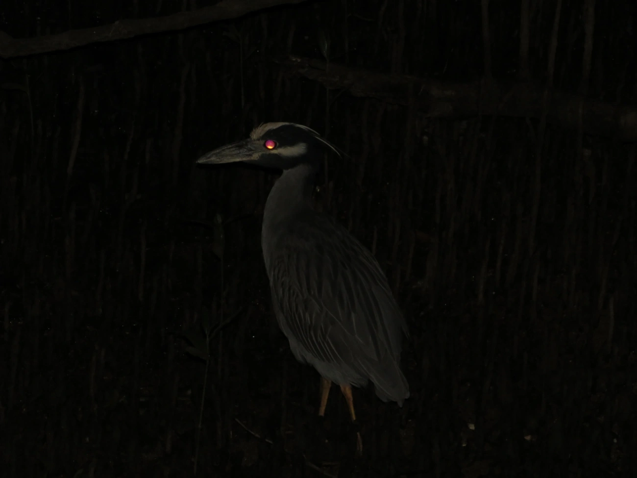 Savacu-de-coroa (Nyctanassa violacea), aves, fotografado em São Sebastião