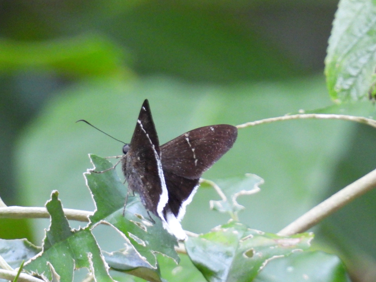 Cauda-longa-de-cauda-branca (Cecropterus doryssus), insetos, fotografado em Maresias, São Sebastião