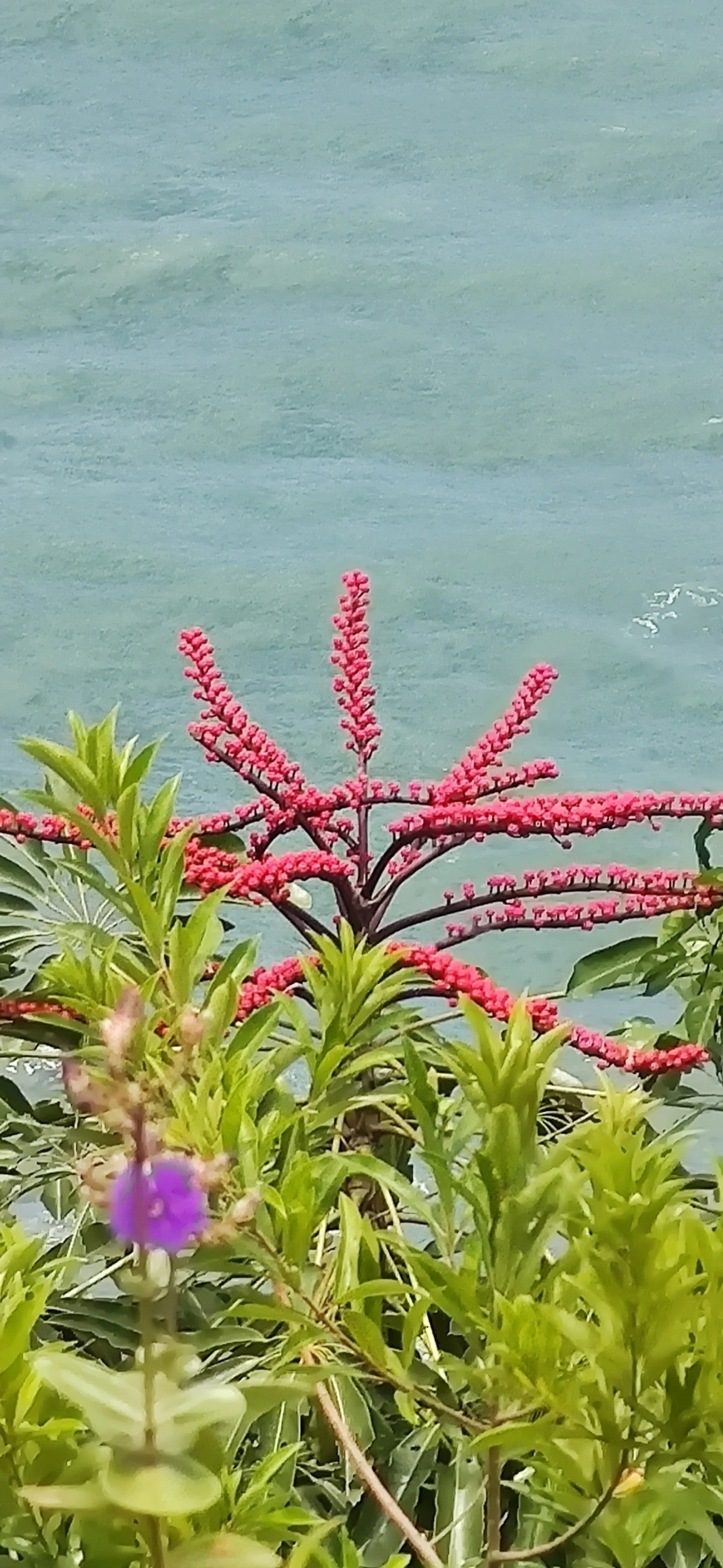 Cheflera-arbórea (Heptapleurum actinophyllum), plantas, fotografado em Paúba, São Sebastião