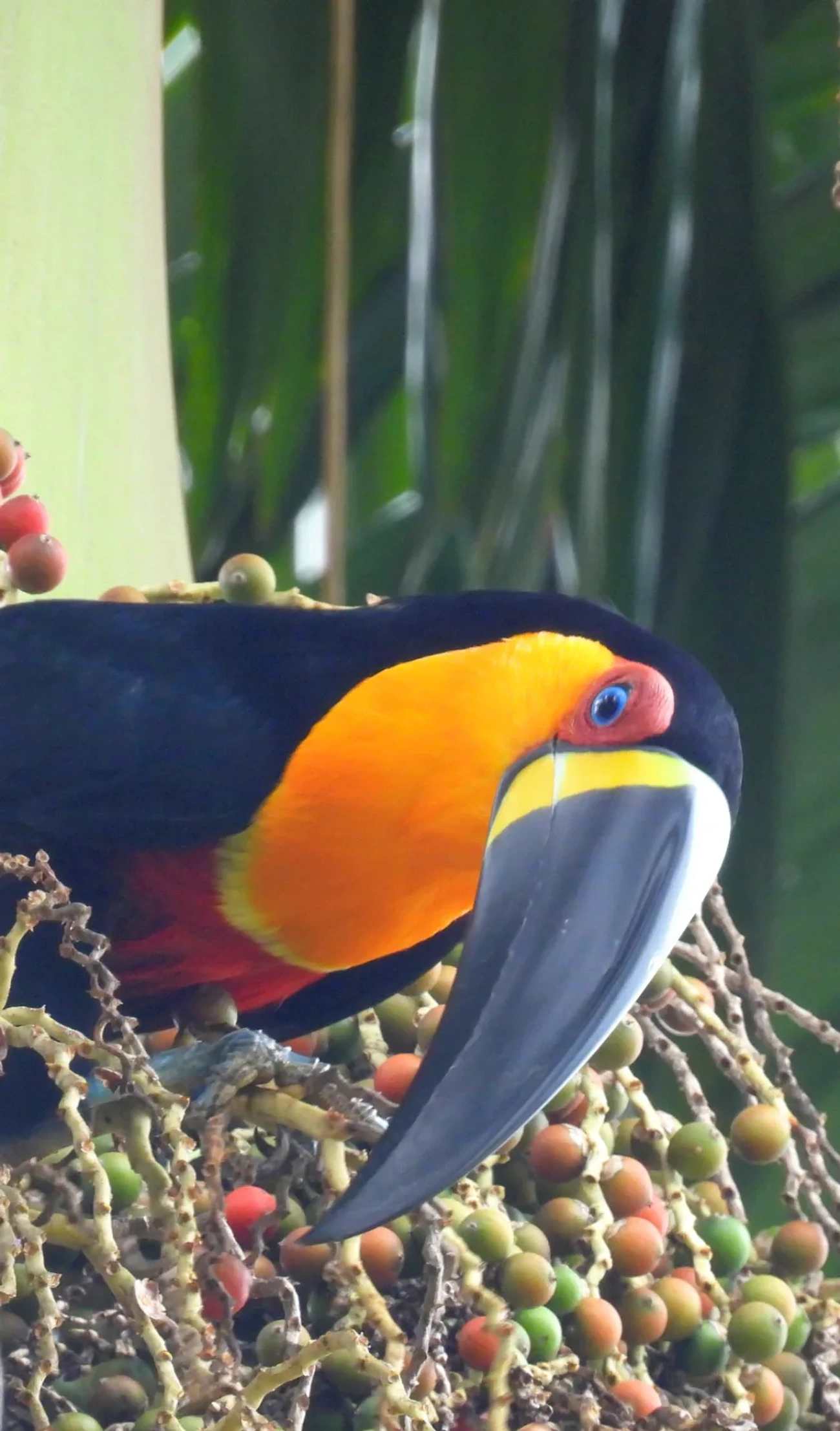Tucano-de-ariel (Ramphastos vitellinus), aves, fotografado em Maresias, São Sebastião