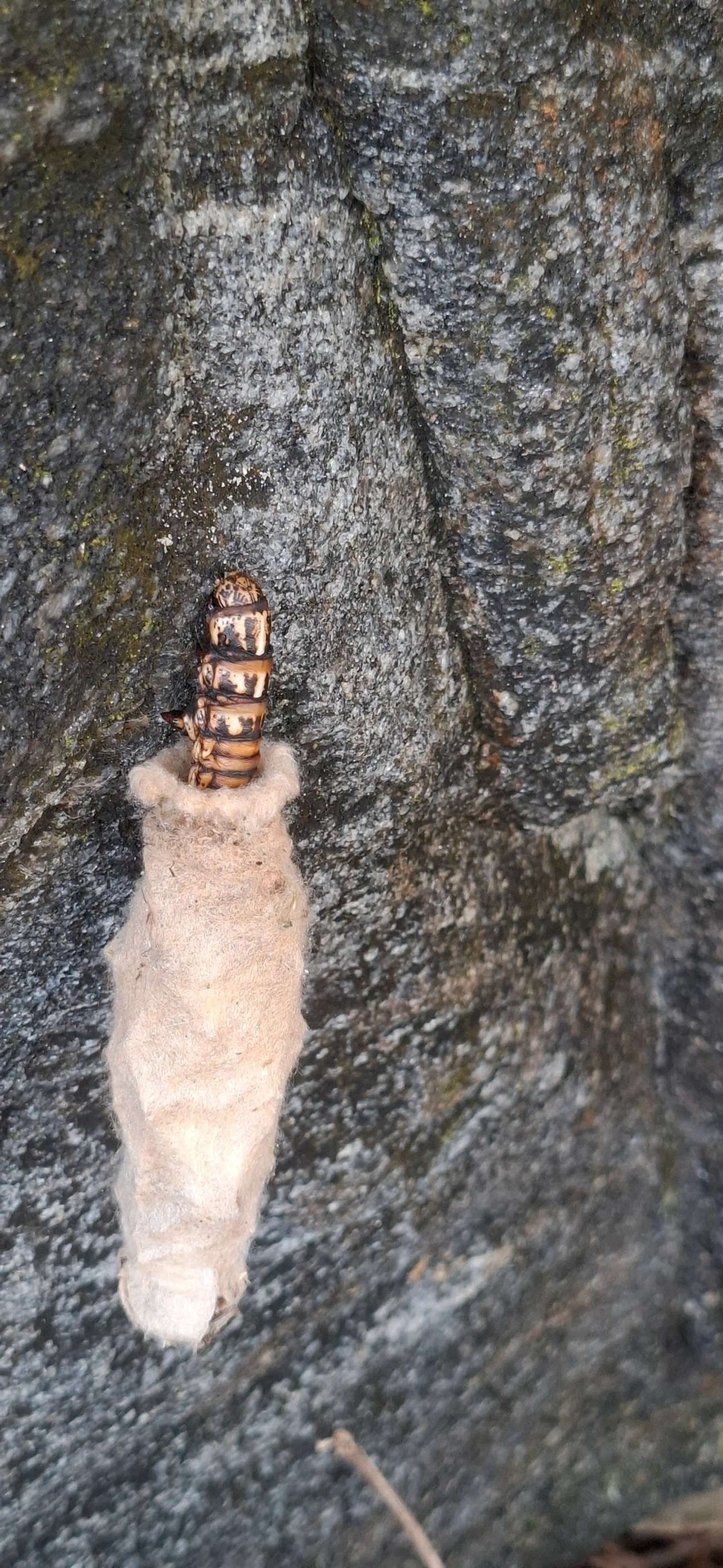 Bicho-do-cesto (Oiketicus kirbyi), insetos, fotografado em Maresias, São Sebastião