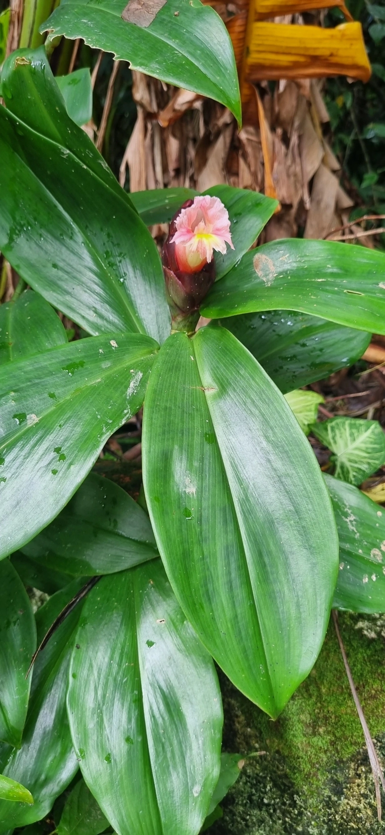 Cana-de-macaco (Costus atlanticus), plantas, fotografado em Maresias, São Sebastião