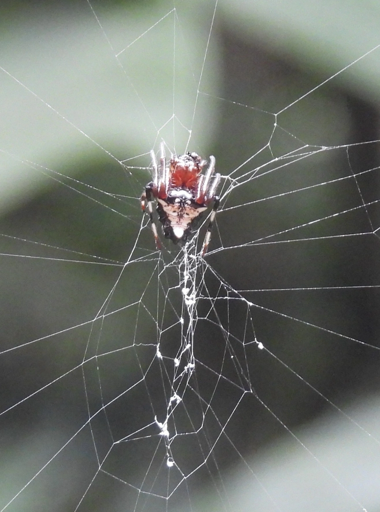 Verrucosa meridionalis, aracnídeos, fotografado em Boiçucanga, São Sebastião