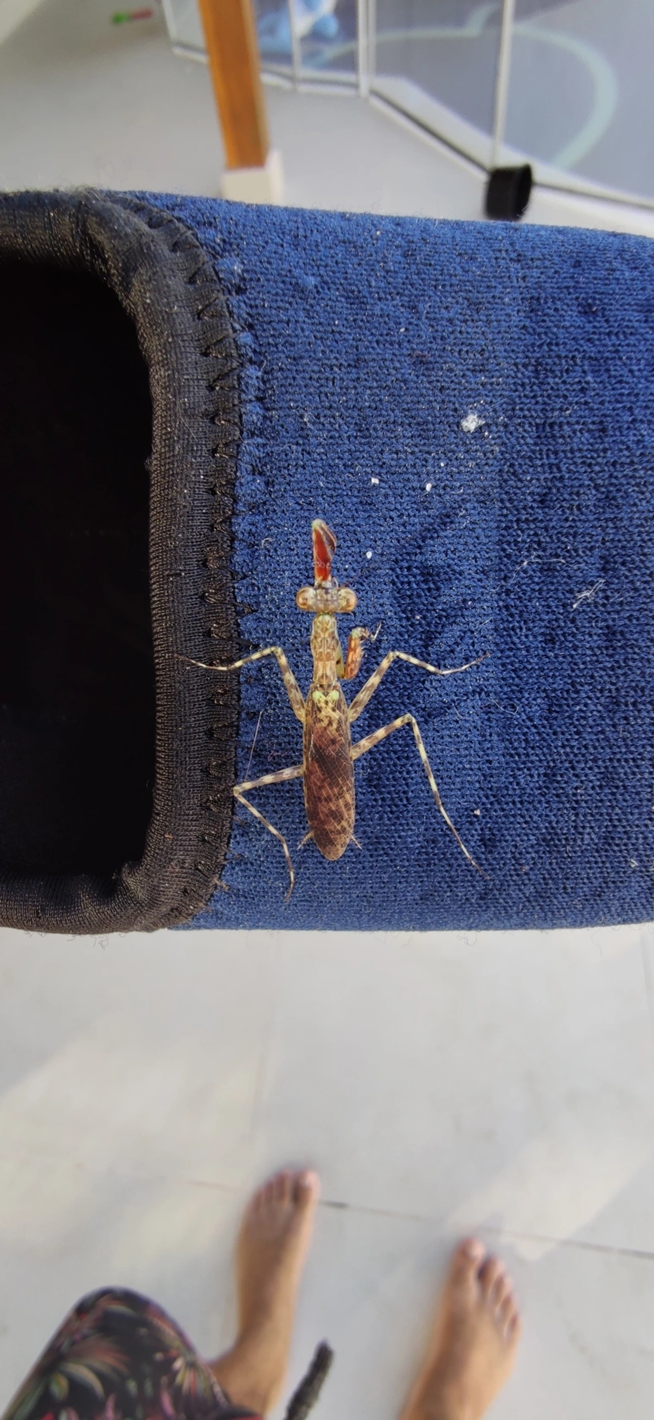 Liturgusidae, insetos, fotografado em Maresias, São Sebastião