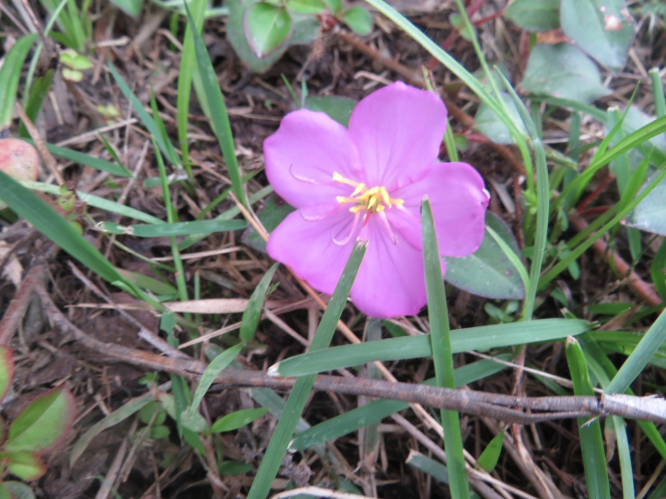 Heterotis rotundifolia, plantas, fotografado em Maresias, São Sebastião