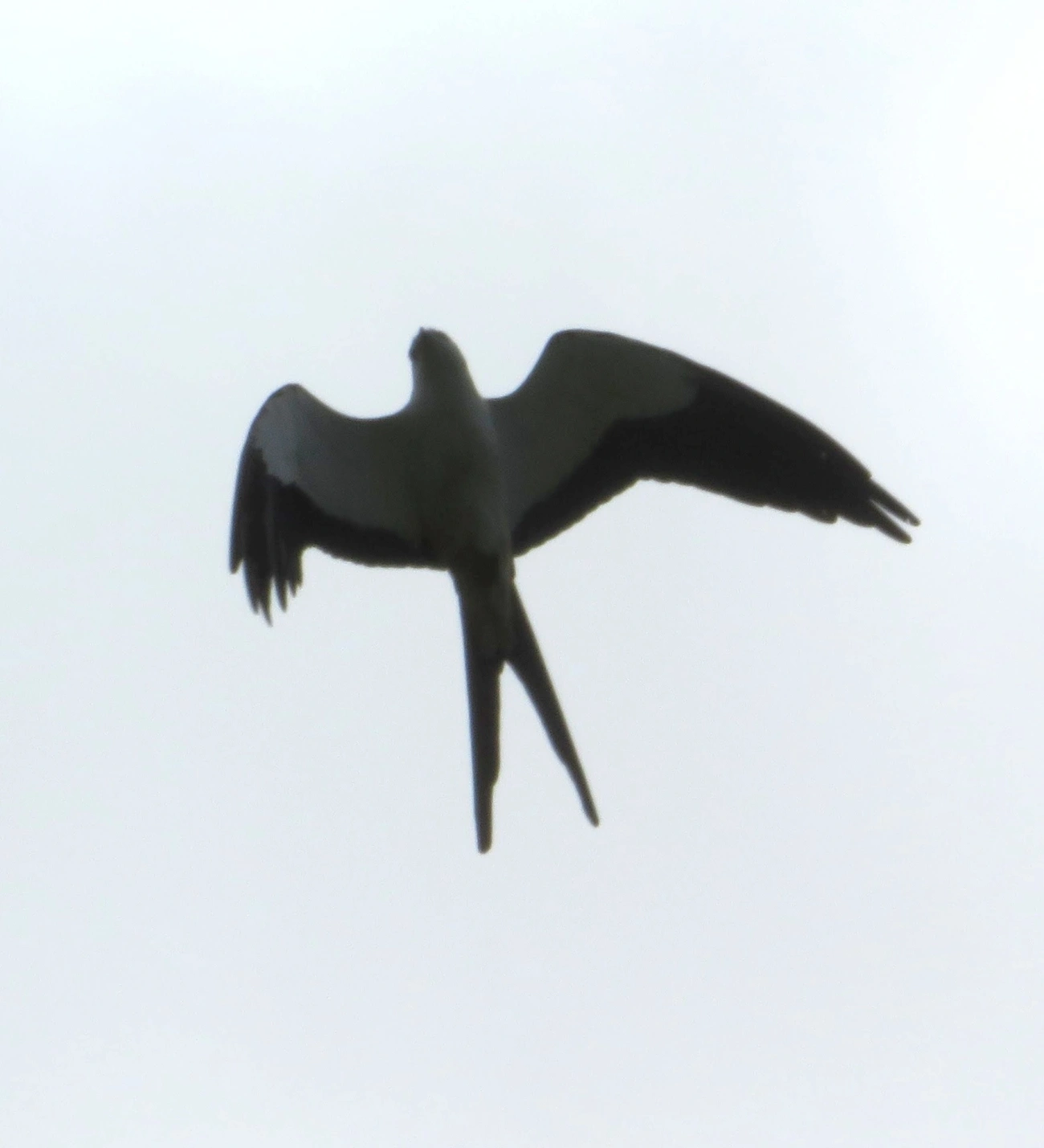 Gavião-tesoura (Elanoides forficatus), aves, fotografado em Calhetas, São Sebastião