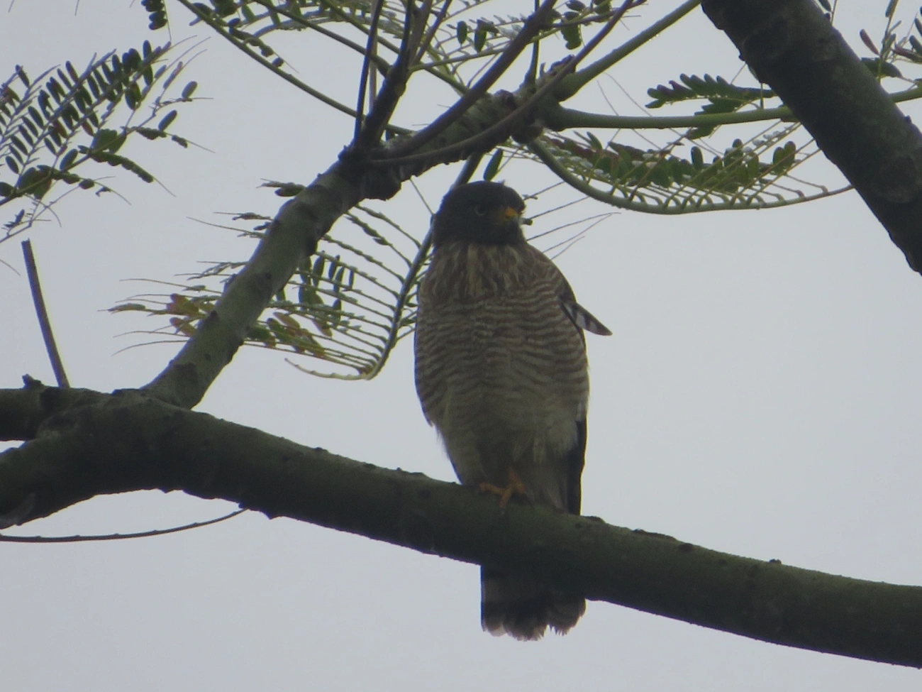 Gavião-carijó (Rupornis magnirostris), aves, fotografado em Maresias, São Sebastião