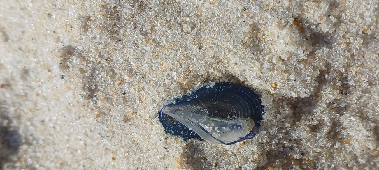 Veleiro (Velella velella), cnidários, fotografado em São Sebastião