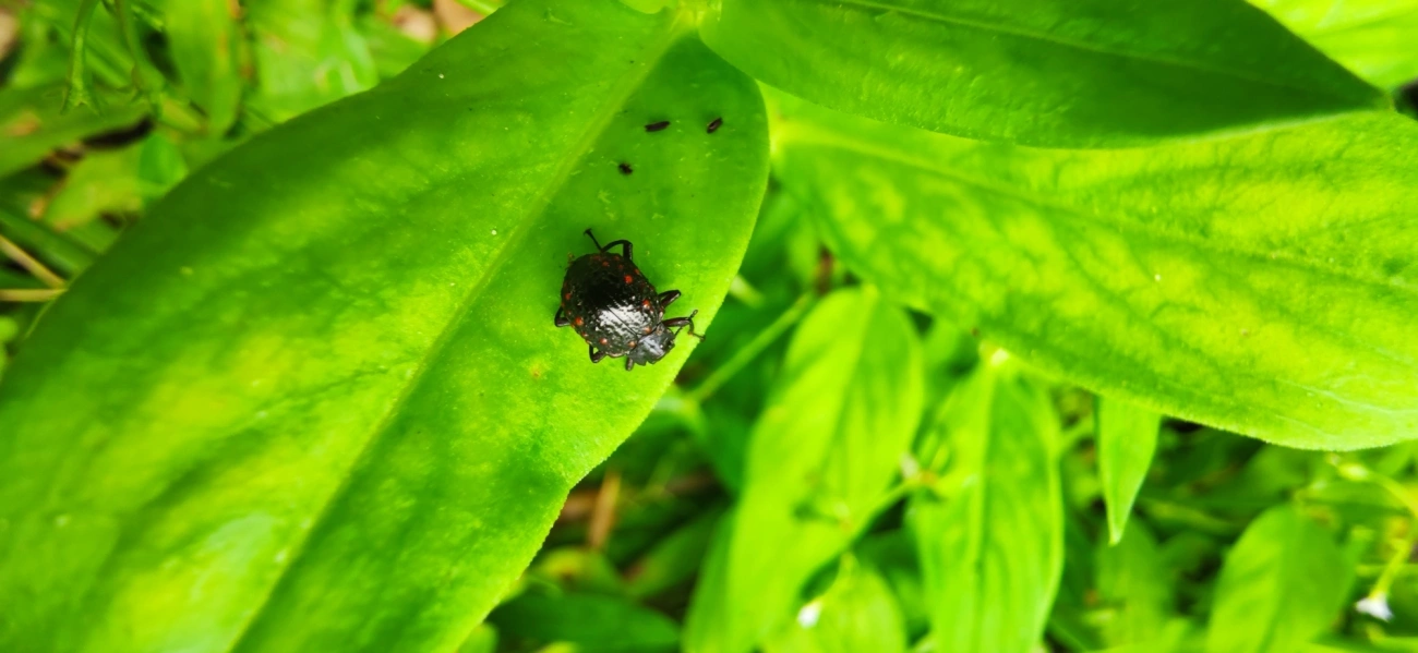 Xenius corallifer, insetos, fotografado em Maresias, São Sebastião