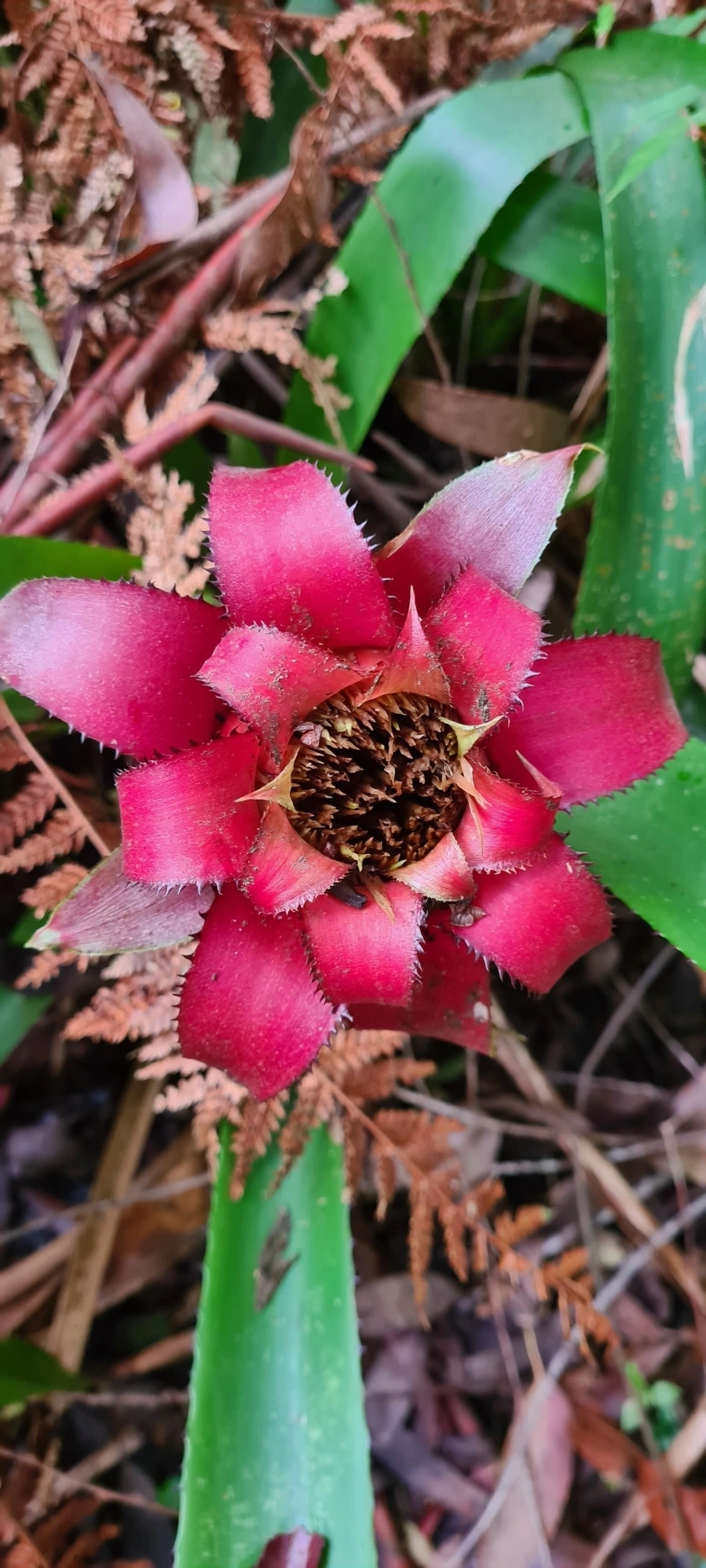Gravatá (Wittrockia cyathiformis), plantas, fotografado em Maresias, São Sebastião