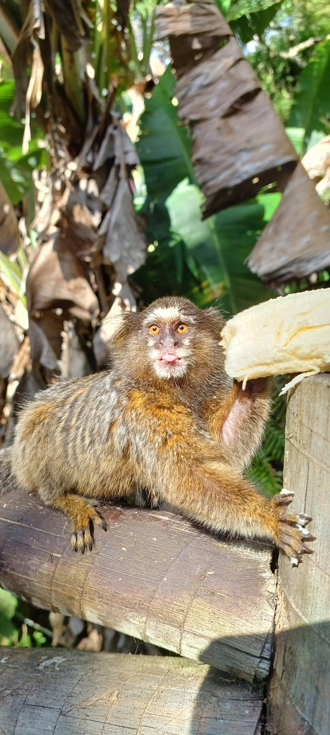 Sagui-de-tufos-brancos × Sagui-de-tufos-pretos (Callithrix jacchus × penicillata), mamíferos, fotografado em Visconde de Mauá