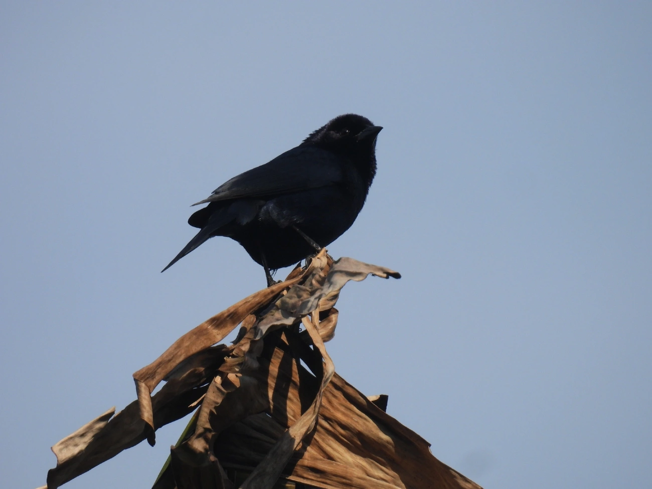 Chupim (Molothrus bonariensis), aves, fotografado em Boiçucanga, São Sebastião