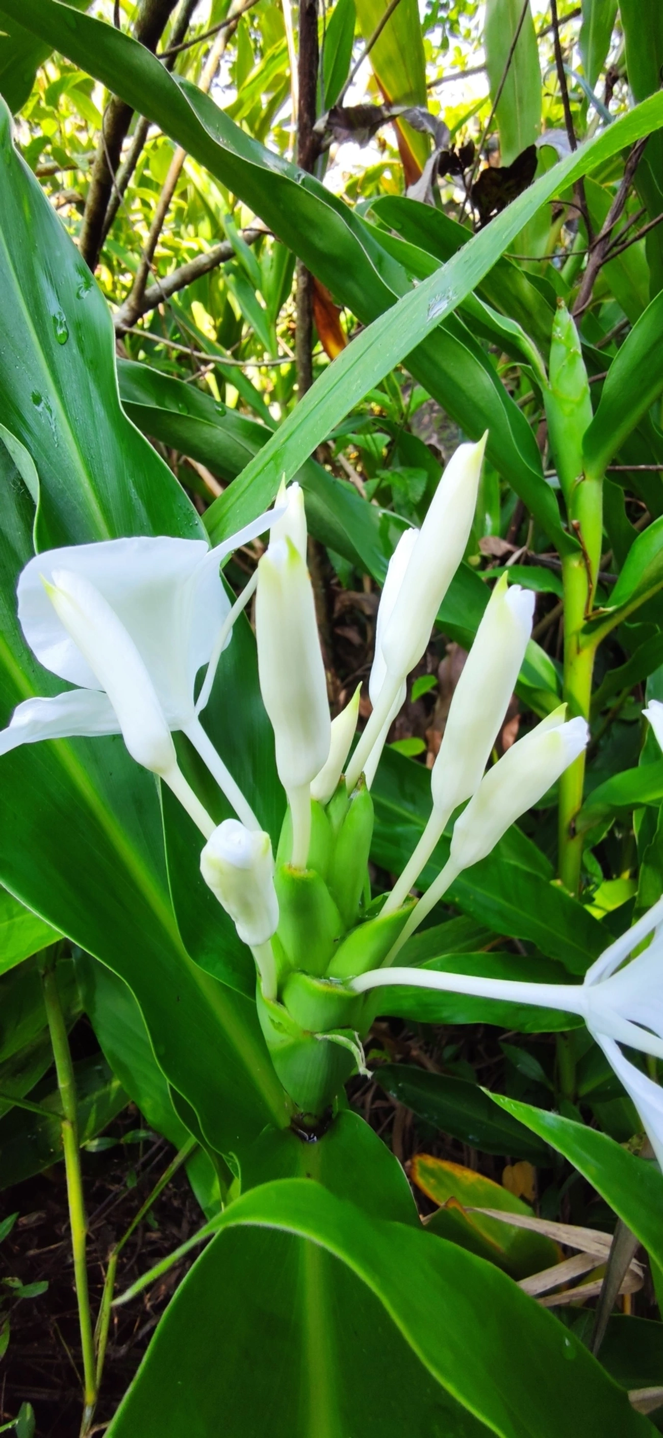 Lírio-do-brejo (Hedychium coronarium), plantas, fotografado em Maresias, São Sebastião