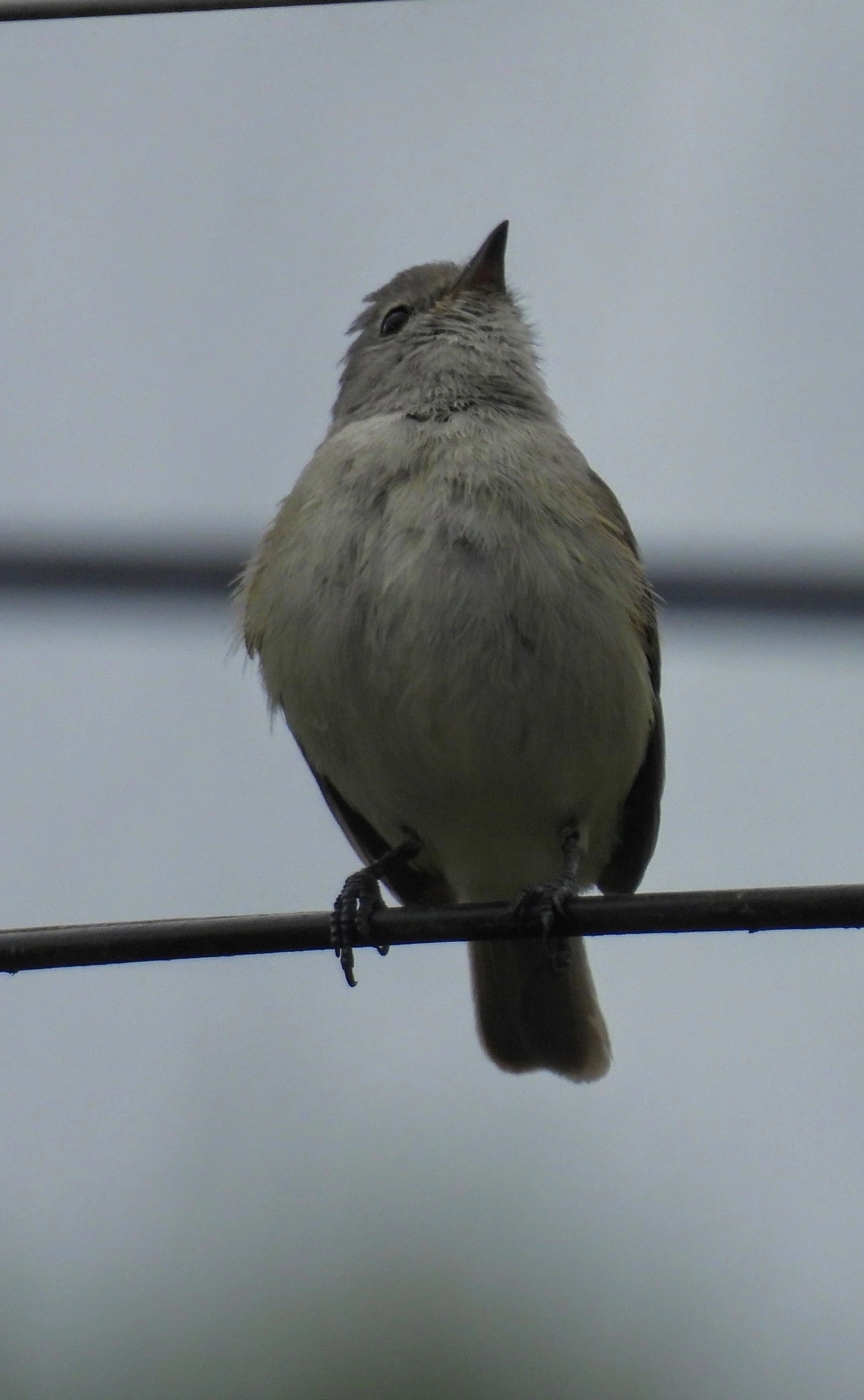 Risadinha (Camptostoma obsoletum), aves, fotografado em Maresias, São Sebastião