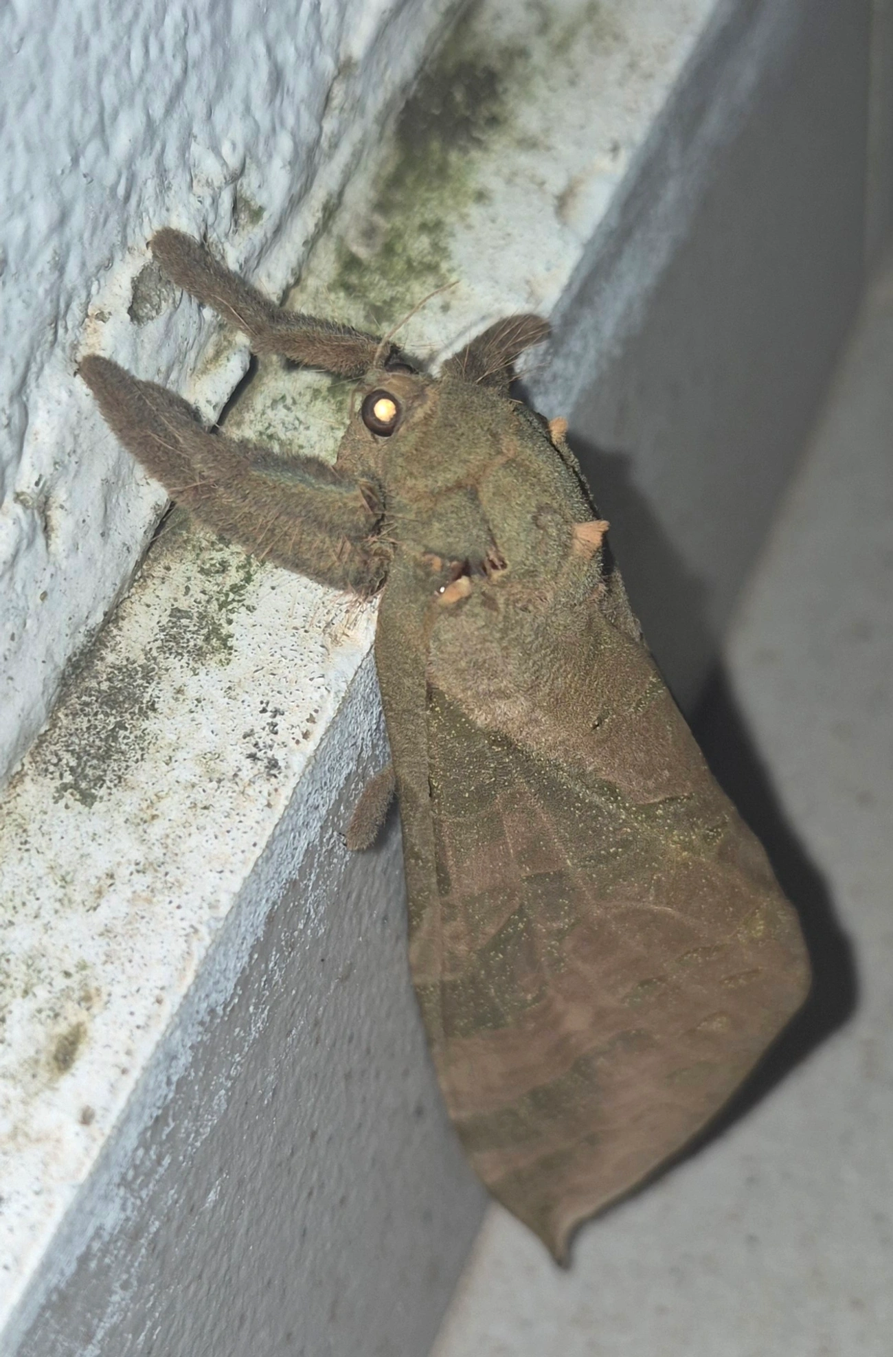 Mariposa-fantasma (Trichophassus giganteus), insetos, fotografado em Maresias, São Sebastião