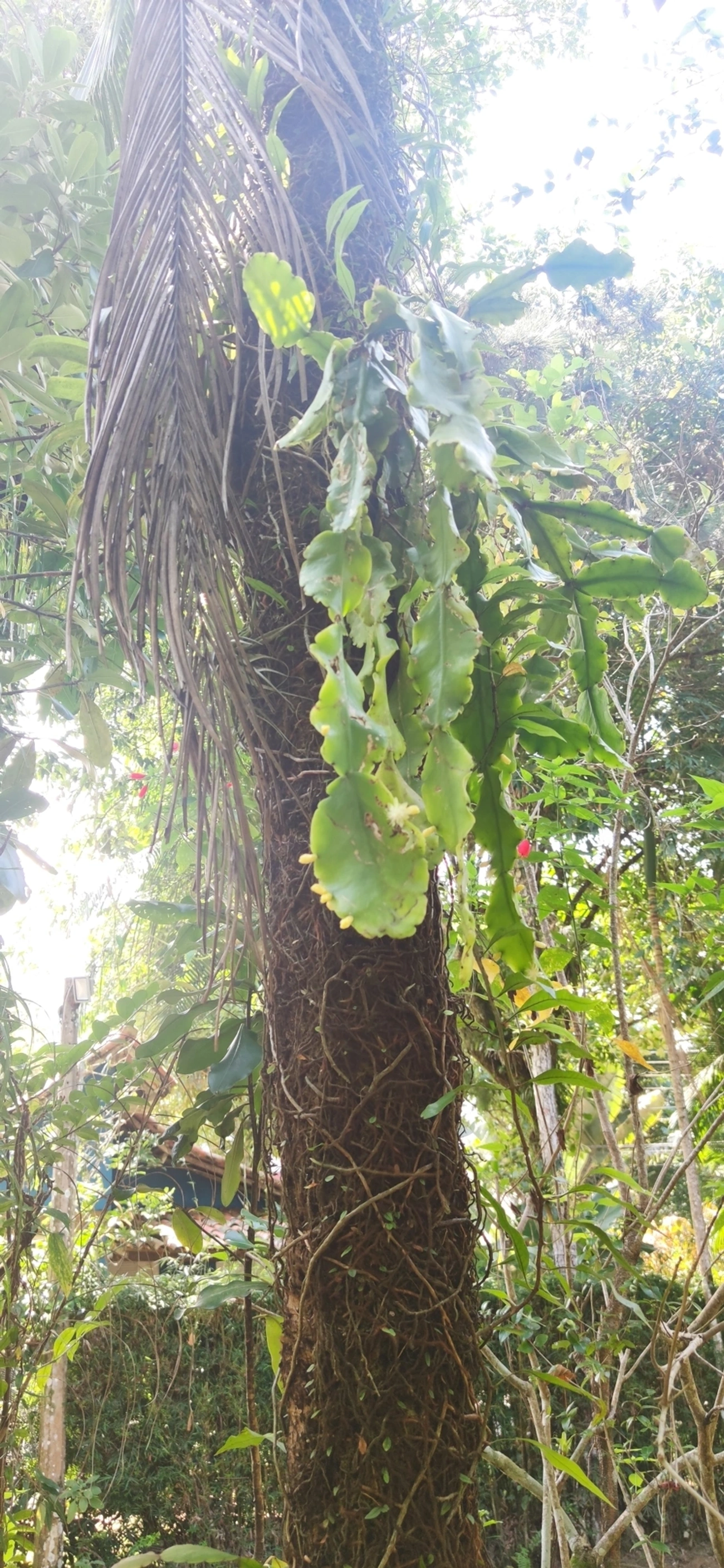 Ripsális (Rhipsalis pachyptera), plantas, fotografado em São Sebastião