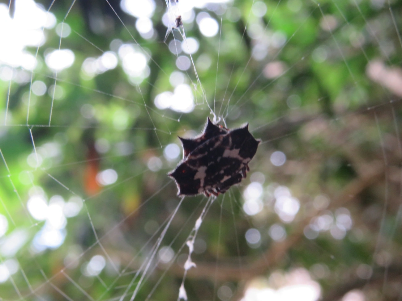 Aranha-espinho (Gasteracantha cancriformis), aracnídeos, fotografado em Maresias, São Sebastião