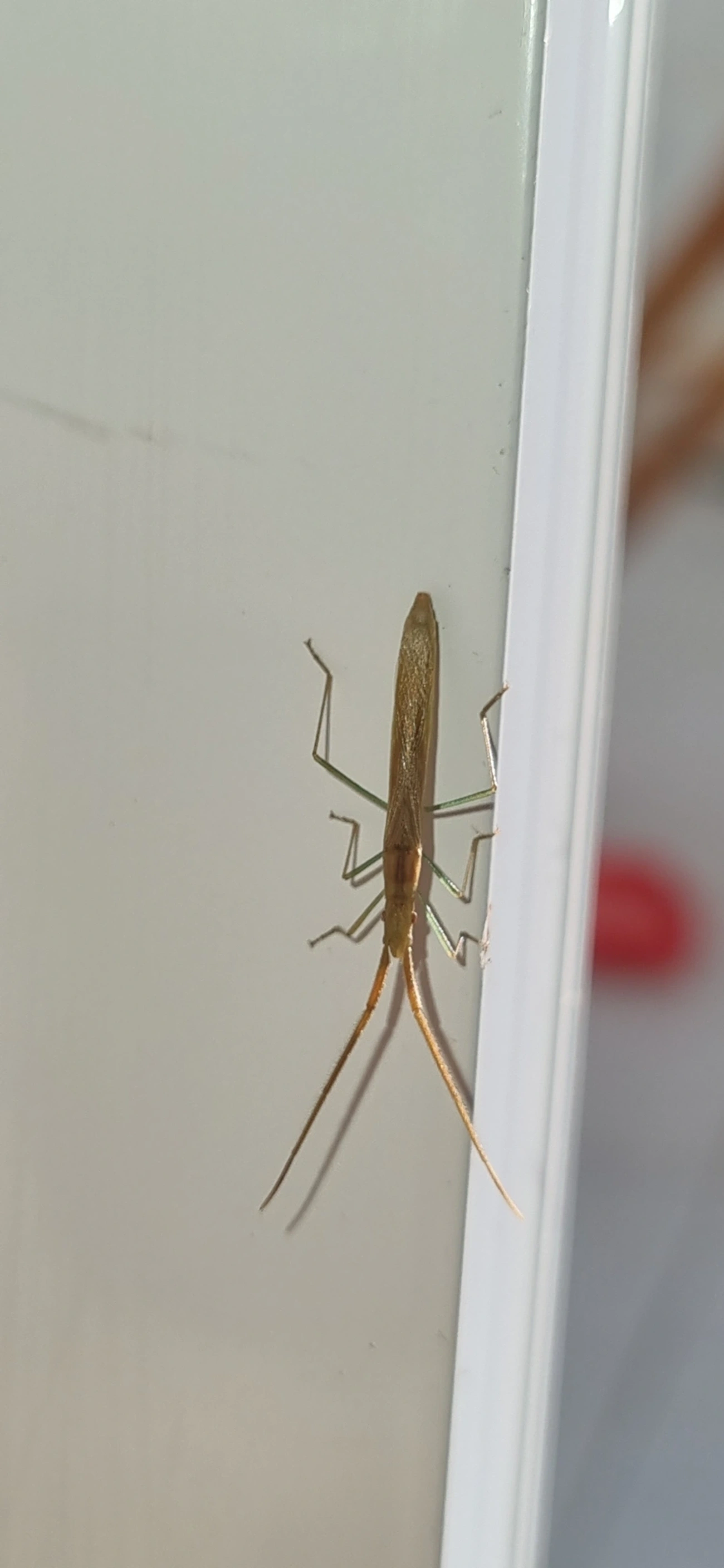Micrelytrinae, insetos, fotografado em Maresias, São Sebastião