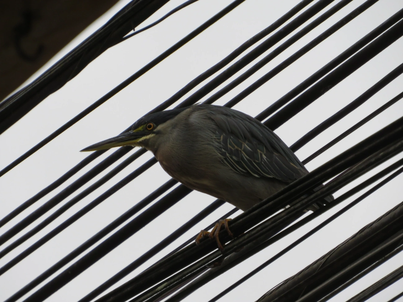 Socozinho (Butorides striata), aves, fotografado em Maresias, São Sebastião