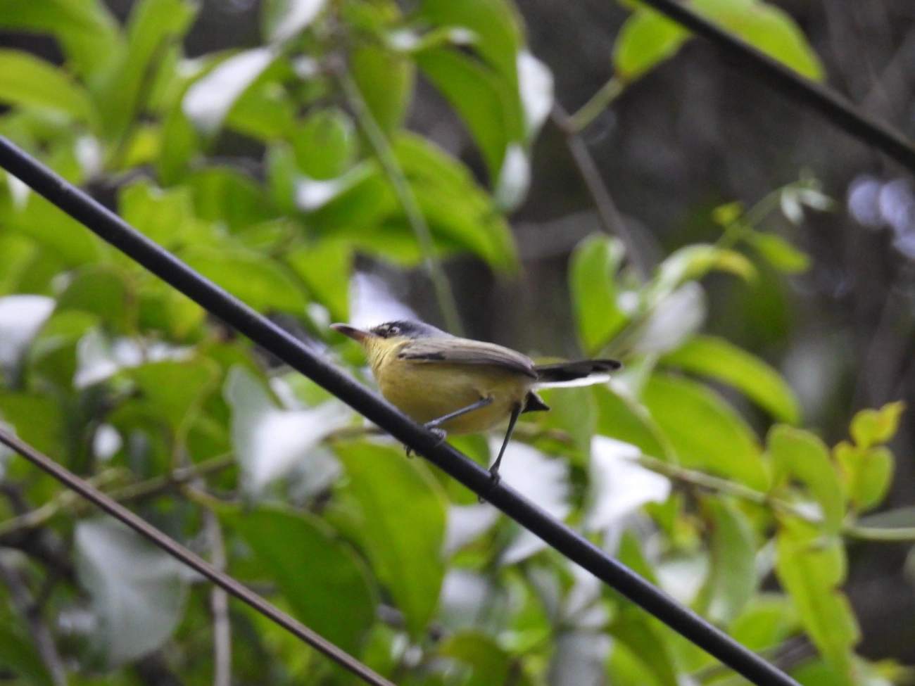 Ferreirinho-relógio (Todirostrum cinereum), aves, fotografado em Maresias, São Sebastião