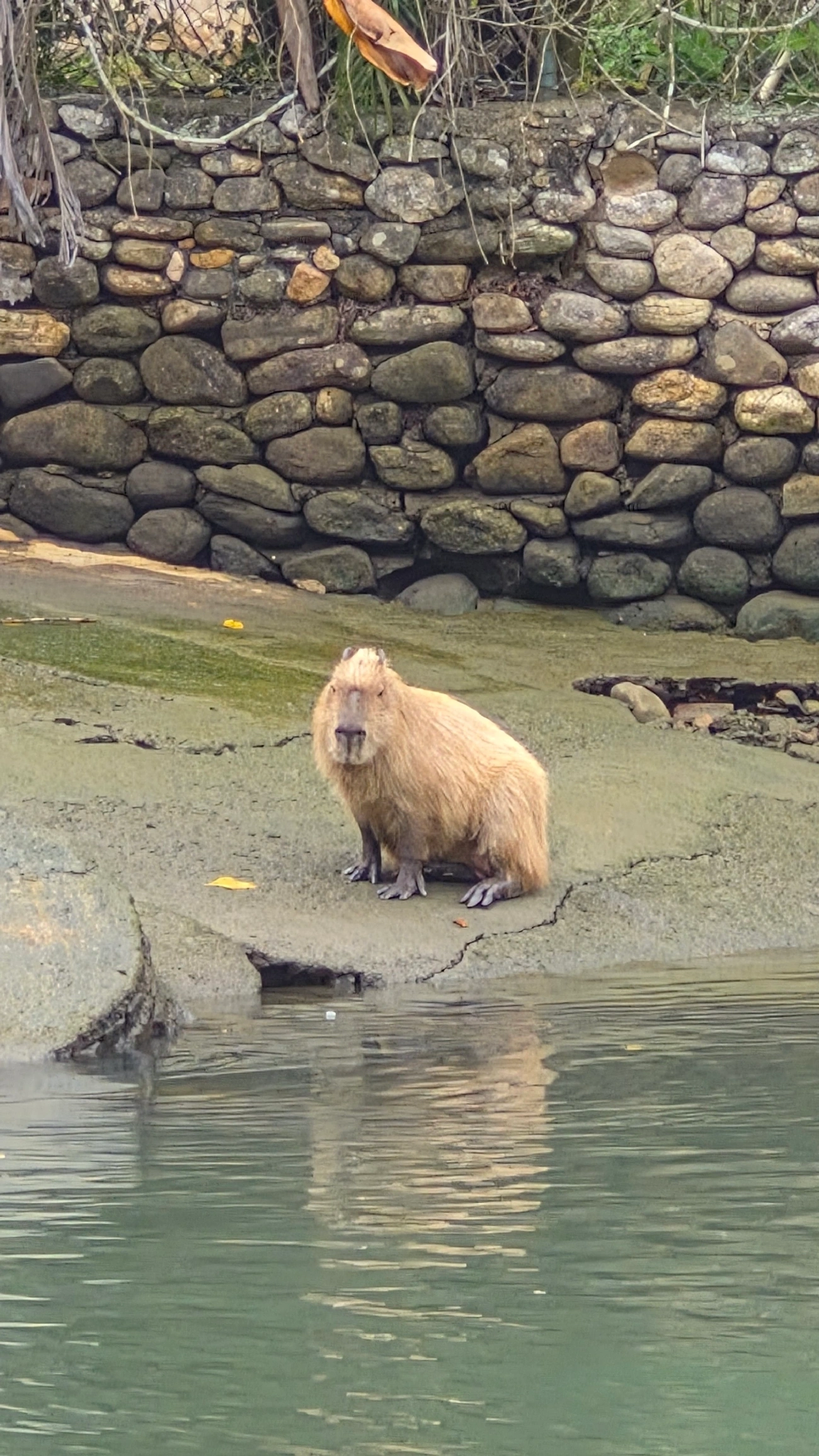 Capivara (Hydrochoerus hydrochaeris), mamíferos, fotografado em Boiçucanga, São Sebastião