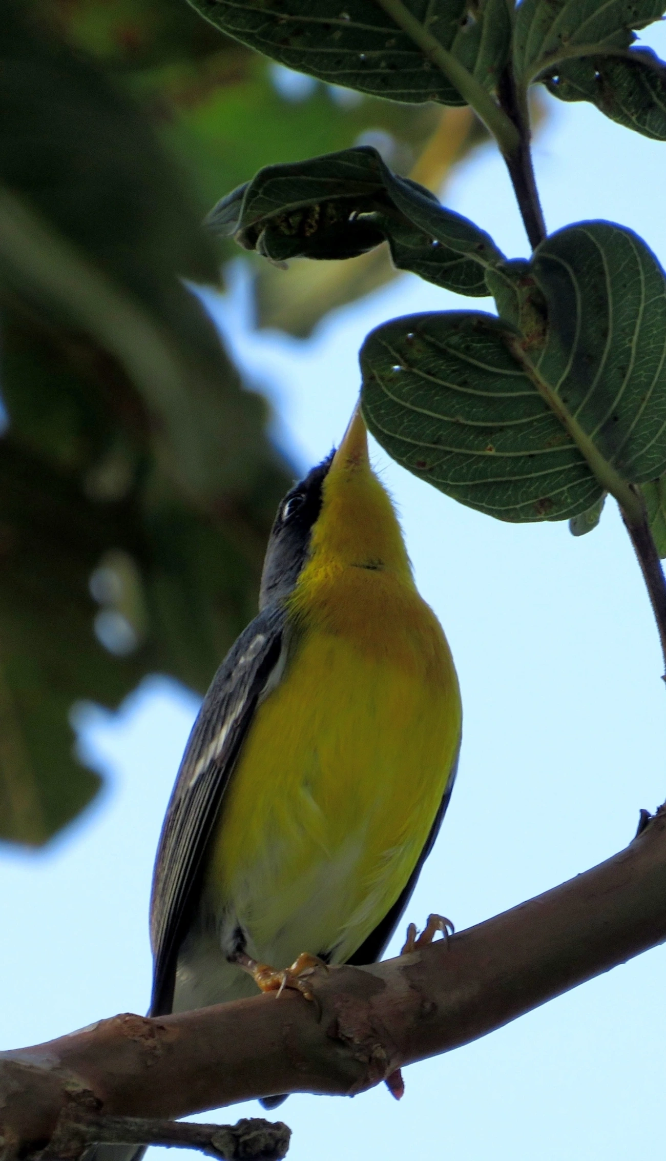 Mariquita (Setophaga pitiayumi), aves, fotografado em Maresias, São Sebastião