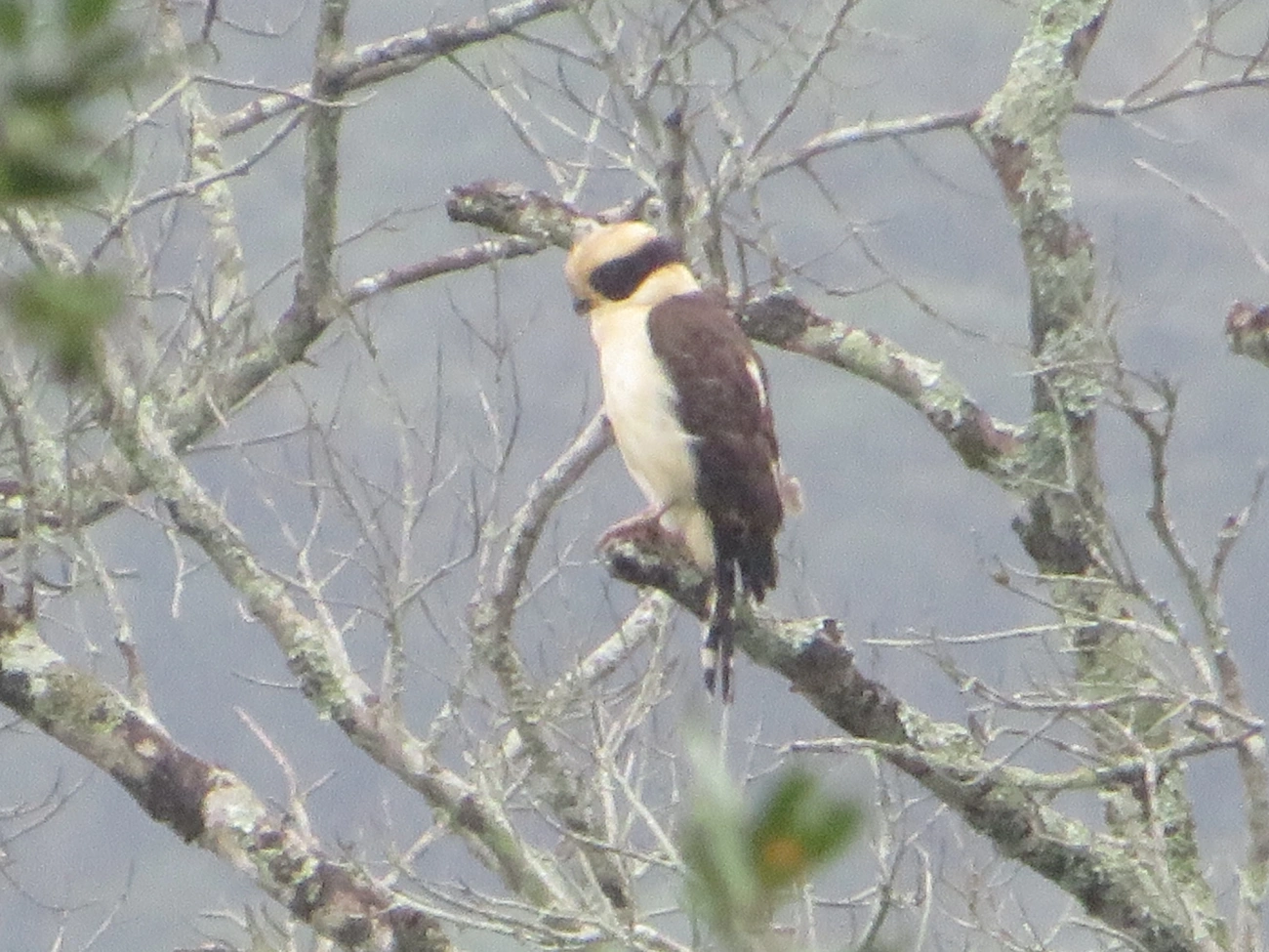 Acauã (Herpetotheres cachinnans), aves, fotografado em Maresias, São Sebastião