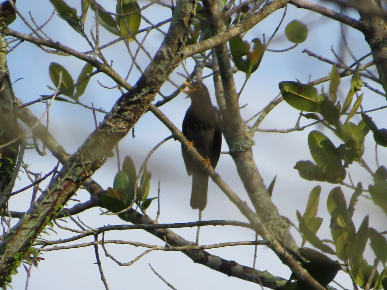 Sabiá-una (Turdus flavipes), aves, fotografado em Maresias, São Sebastião