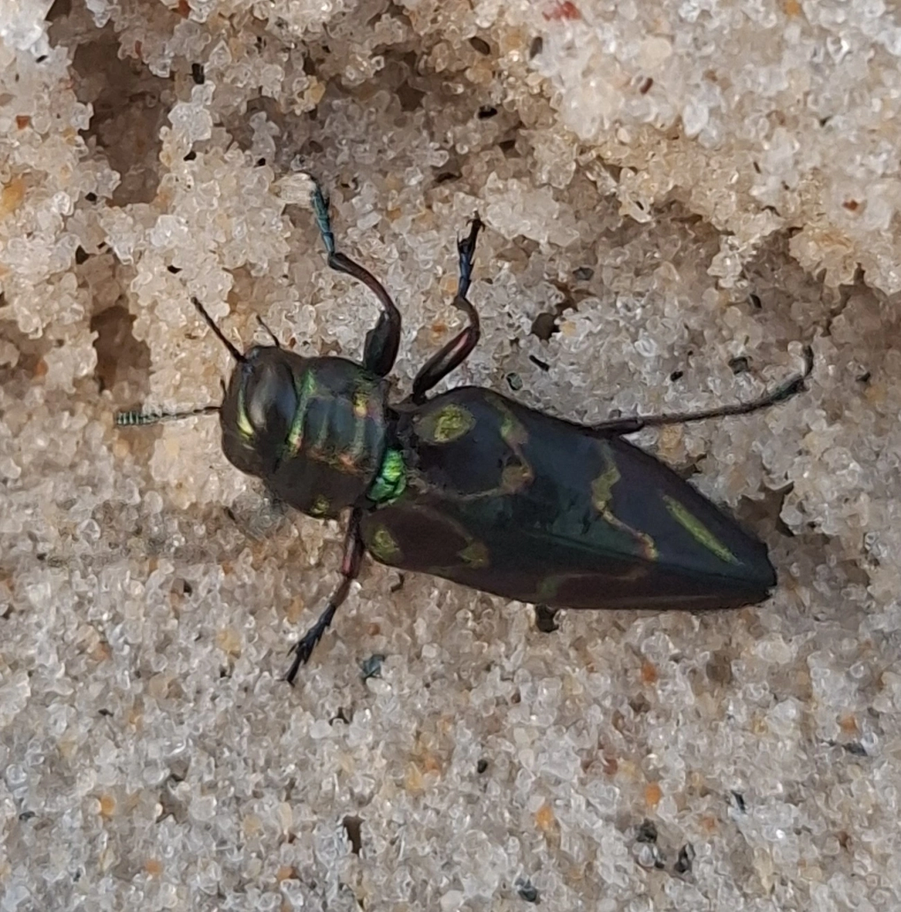Actenodes nobilis, insetos, fotografado em Maresias, São Sebastião