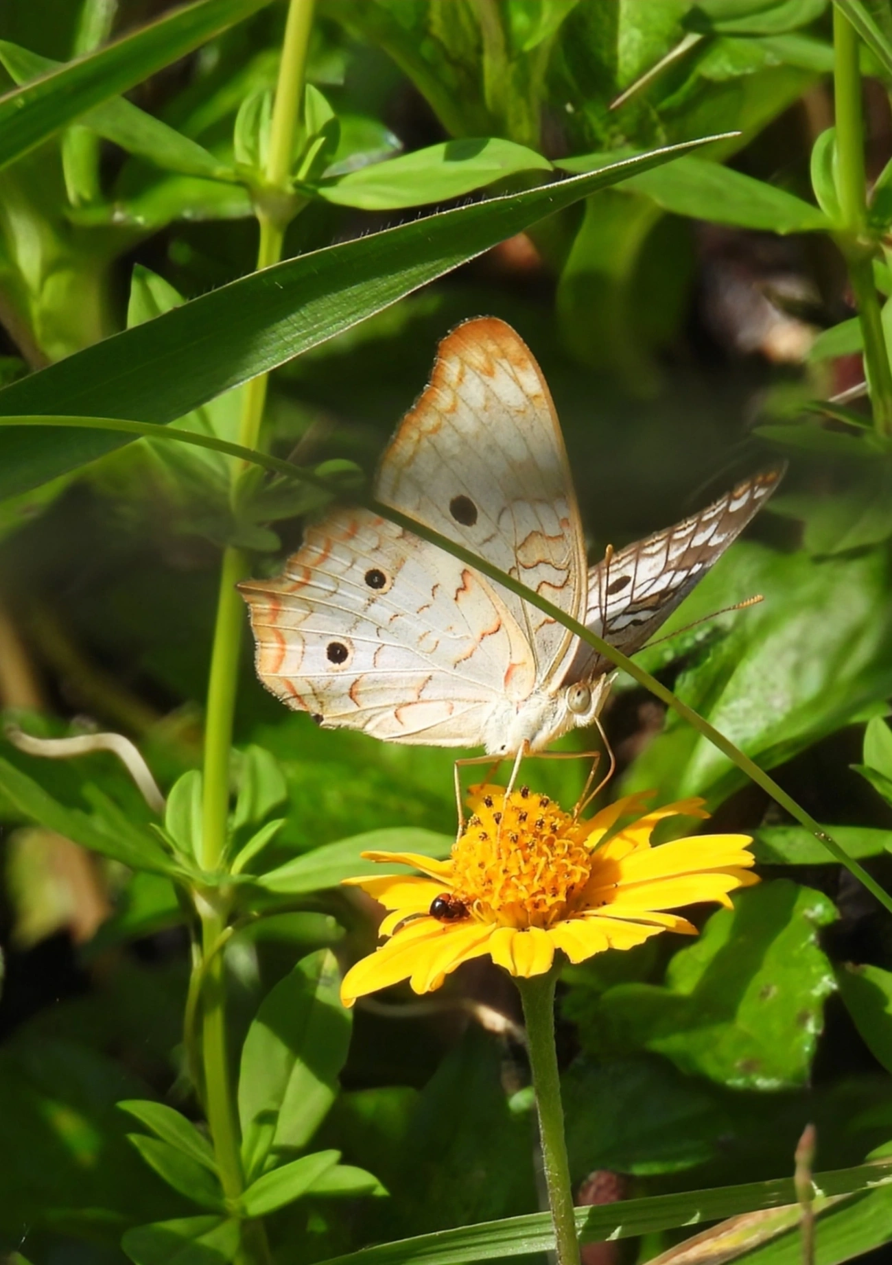 Borboleta-pavão-branco (Anartia jatrophae), insetos, fotografado em Queluz