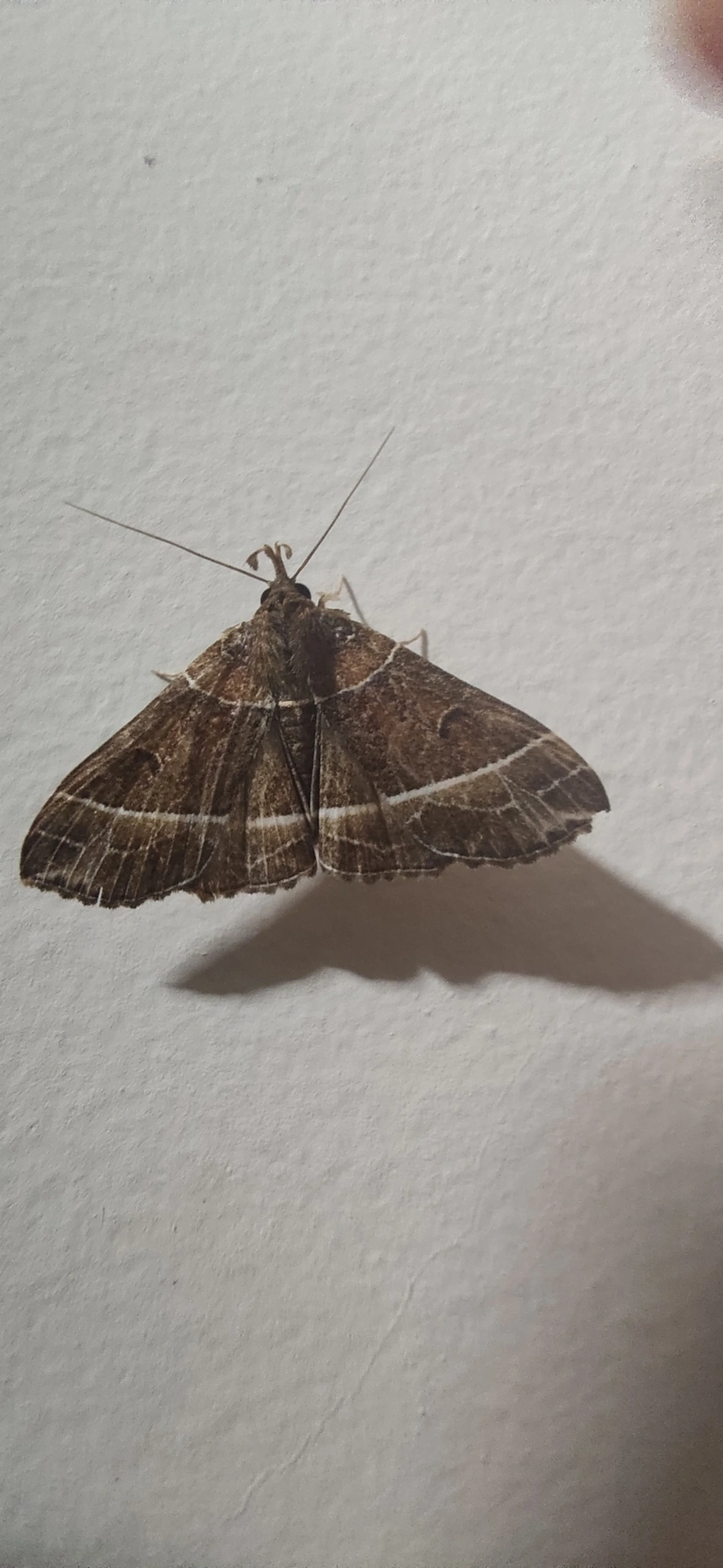 Borboletas e traças (Lepidoptera), insetos, fotografado em Maresias, São Sebastião