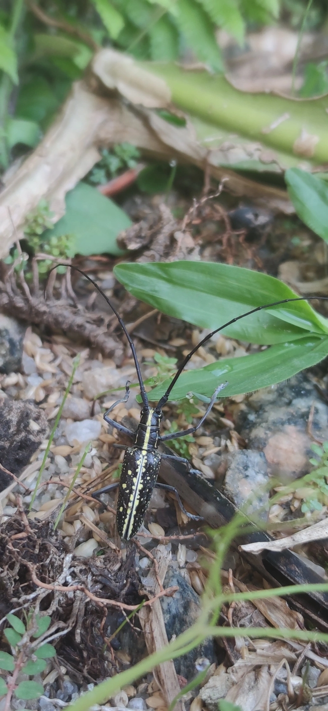 Serra-pau (Taeniotes amazonum), insetos, fotografado em Maresias, São Sebastião