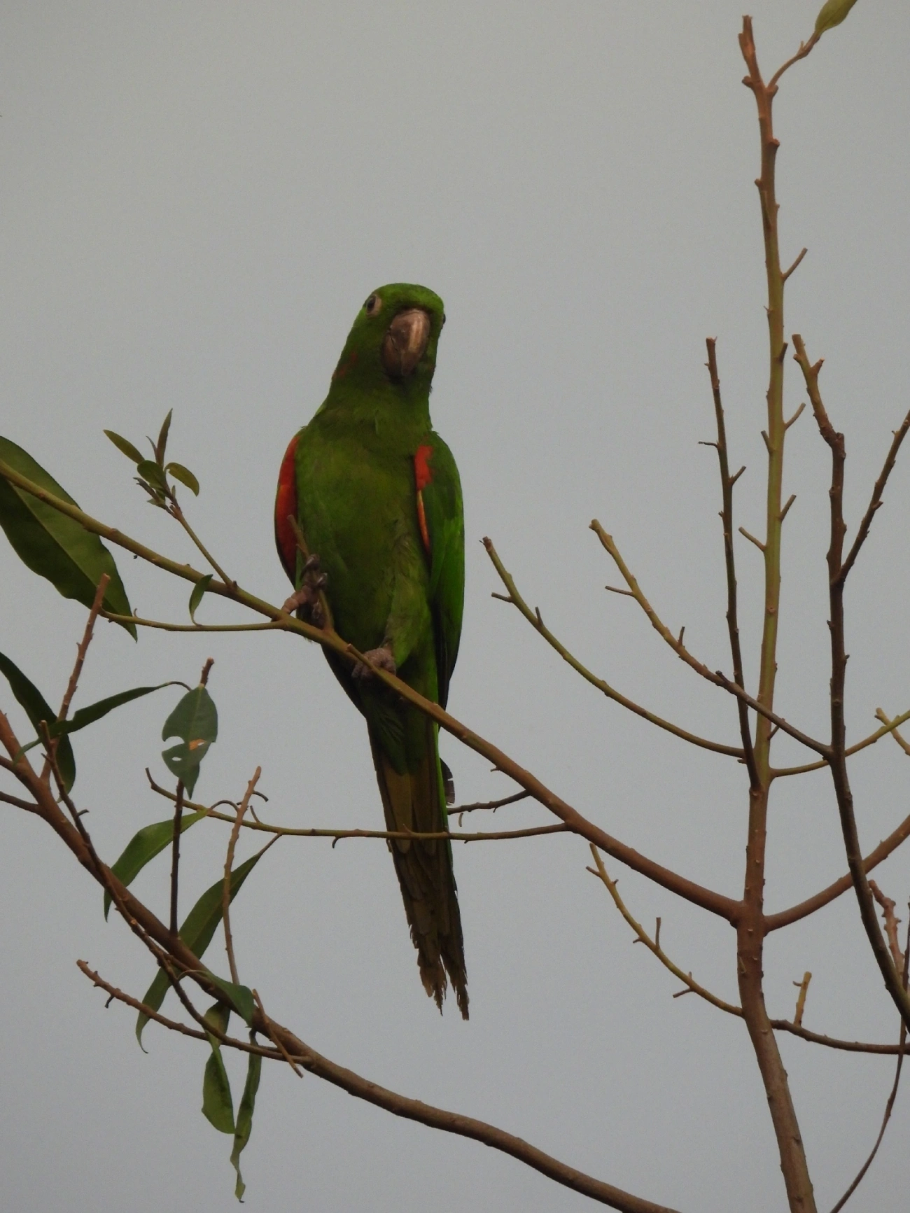 Periquitão-maracanã (Psittacara leucophthalmus), aves, fotografado em Queluz